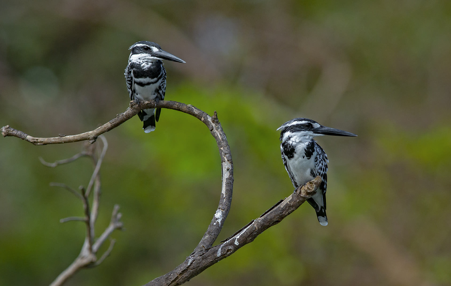Pied Kingfishers (Ceryle rudis) are water kingfishers, and a delight to watch as they hover and fish over water with great dexterity. They demonstrate remarkable control in the air. After catching their prey, they don’t return to a perch, instead they often consume it as a mid-air in-flight meal. Seen near waterbodies in pairs or groups, these striking birds are also sexually dimorphic (males and females are quite different and can be easily distinguished) unlike the other species found in India. Males characteristically have two black bands across the chest (visible on bird on the left) while the females have one (bird on the right).   Photo: Dhritiman Mukherjee