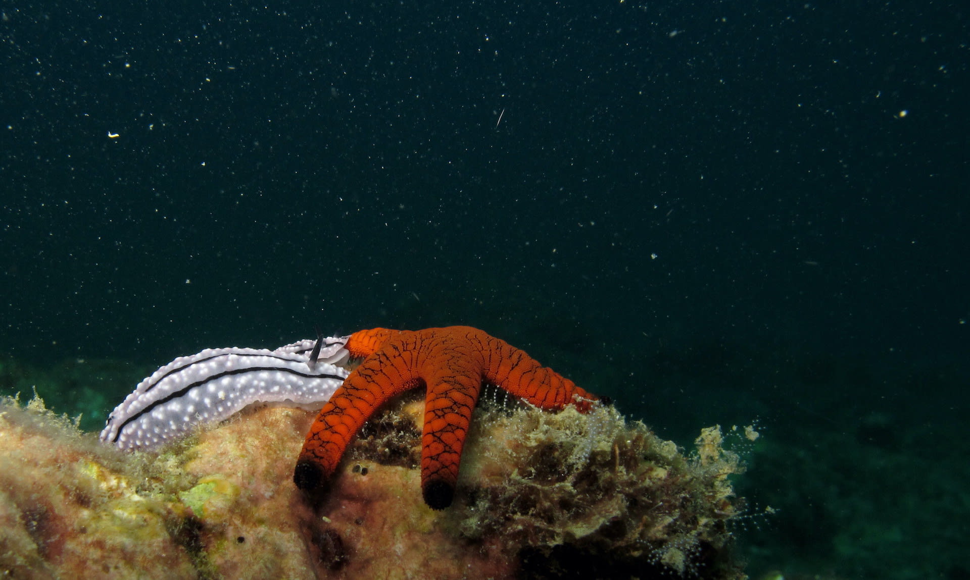 Marine life often appears more beautiful, colourful and mysterious during a night dive. In the Andamans, an Indian sea star interacts with a pair of sea slugs on a reef,