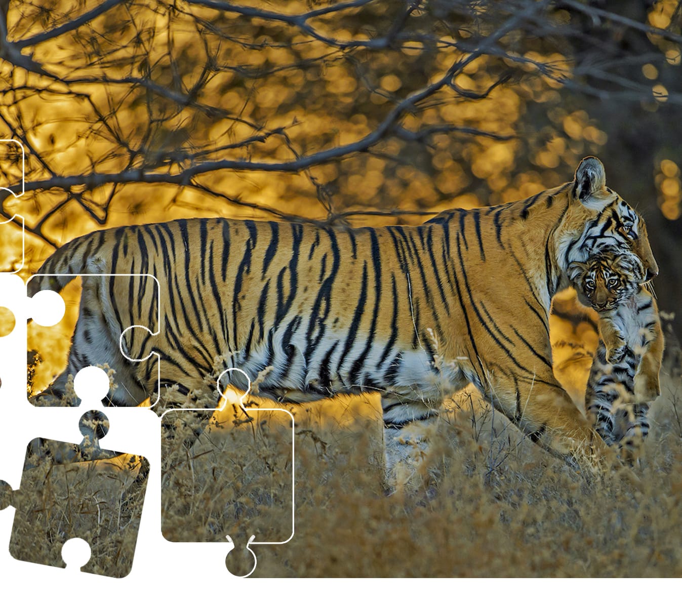 Wildlife Puzzle: Tiger Parenting | RoundGlass | Sustain