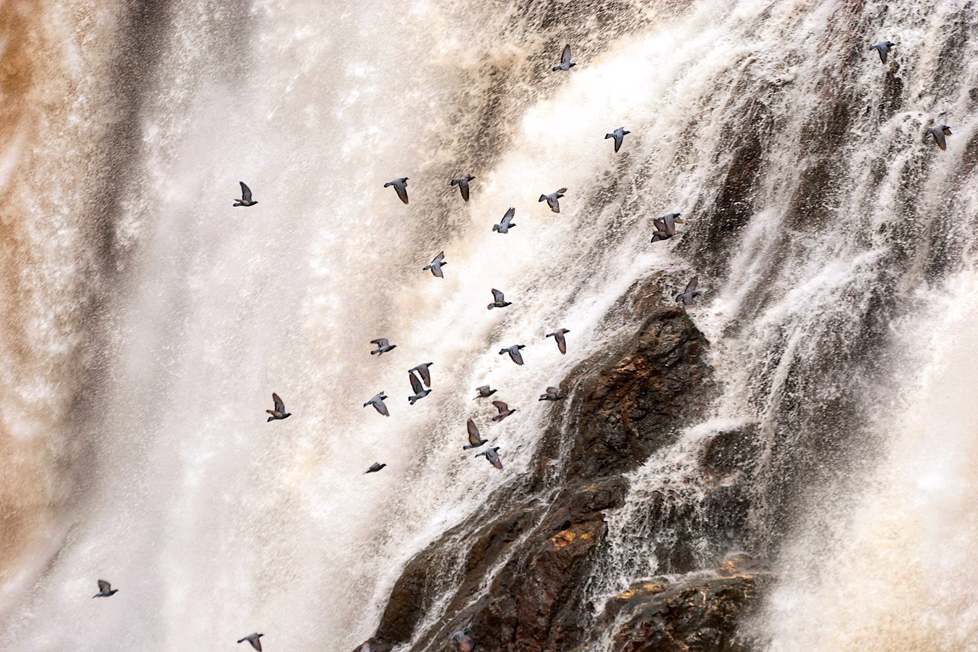 At the waterfalls of Gaganachukki and Barachukki the Cauvery plummets from the largely agricultural and ancient Deccan Plateau into the forested river valley of the Cauvery Wildlife Sanctuary. Time seems to stand still for the next 110 km with the river flowing through a primordial landscape where human presence is low and the wilderness dominates. Large crowds visit the waterfalls during the monsoon to see the Cauvery flowing in all its splendour.  Photos: Dhritiman Mukherjee (top), Ganesh Raghunathan (above) 
