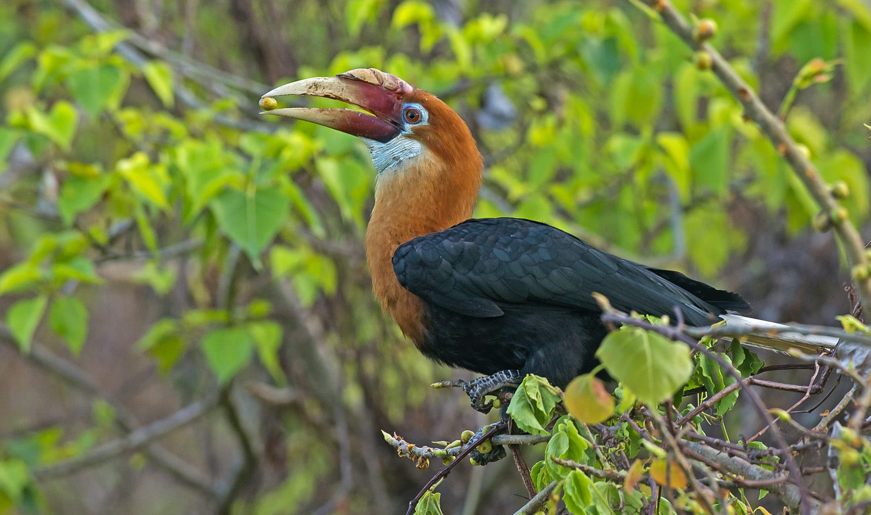 Narcondam Hornbills: Gardeners of their Island Eden