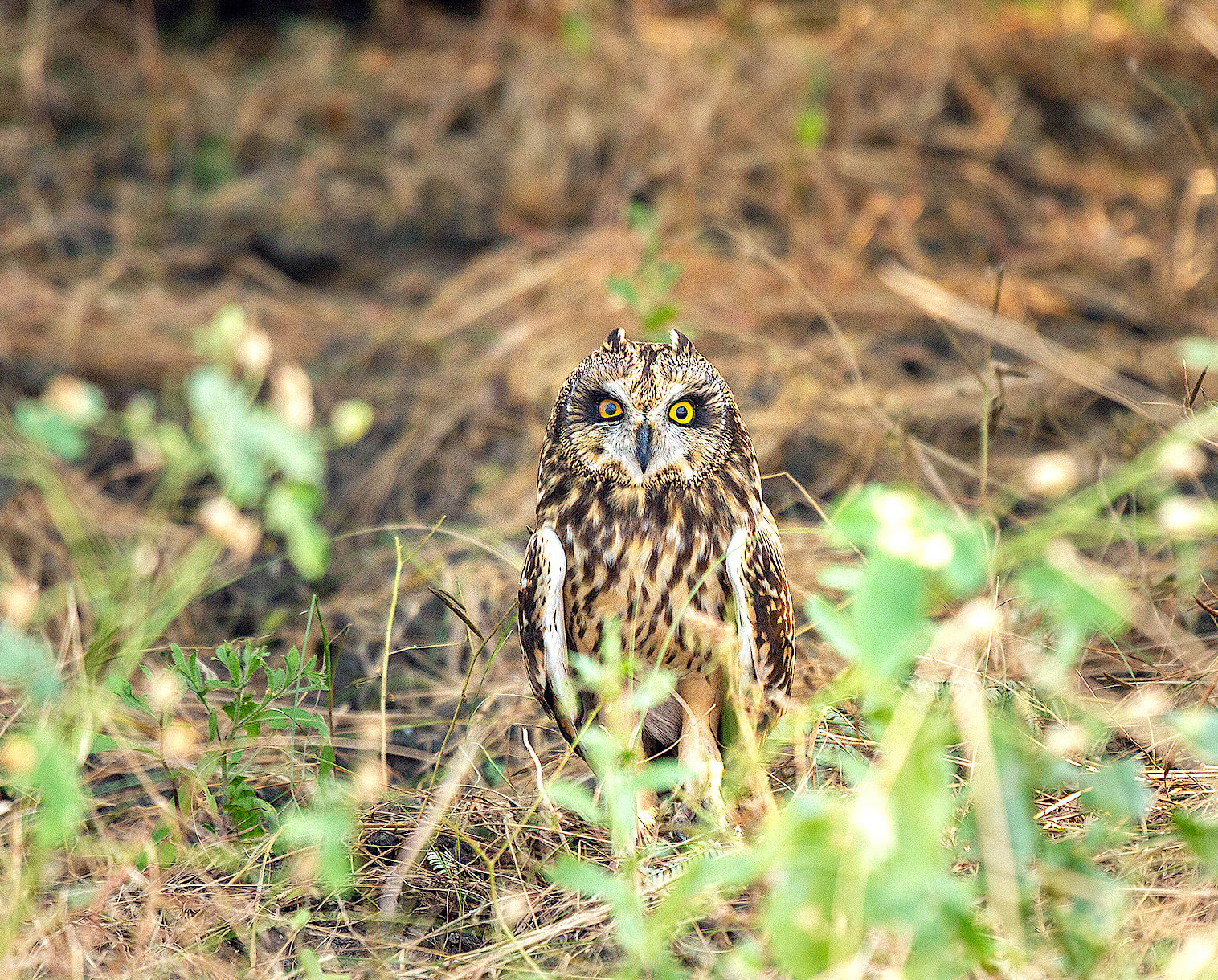 Pussyfooting Parliamentarians: Short-eared Owls in the Little Rann