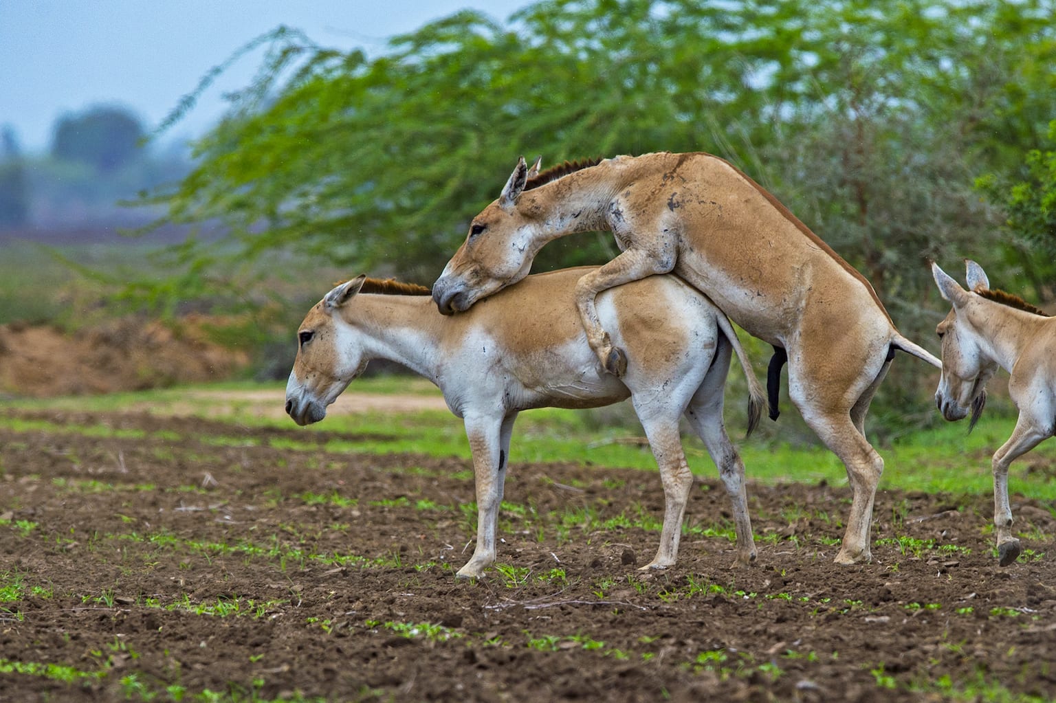 Wild Booty