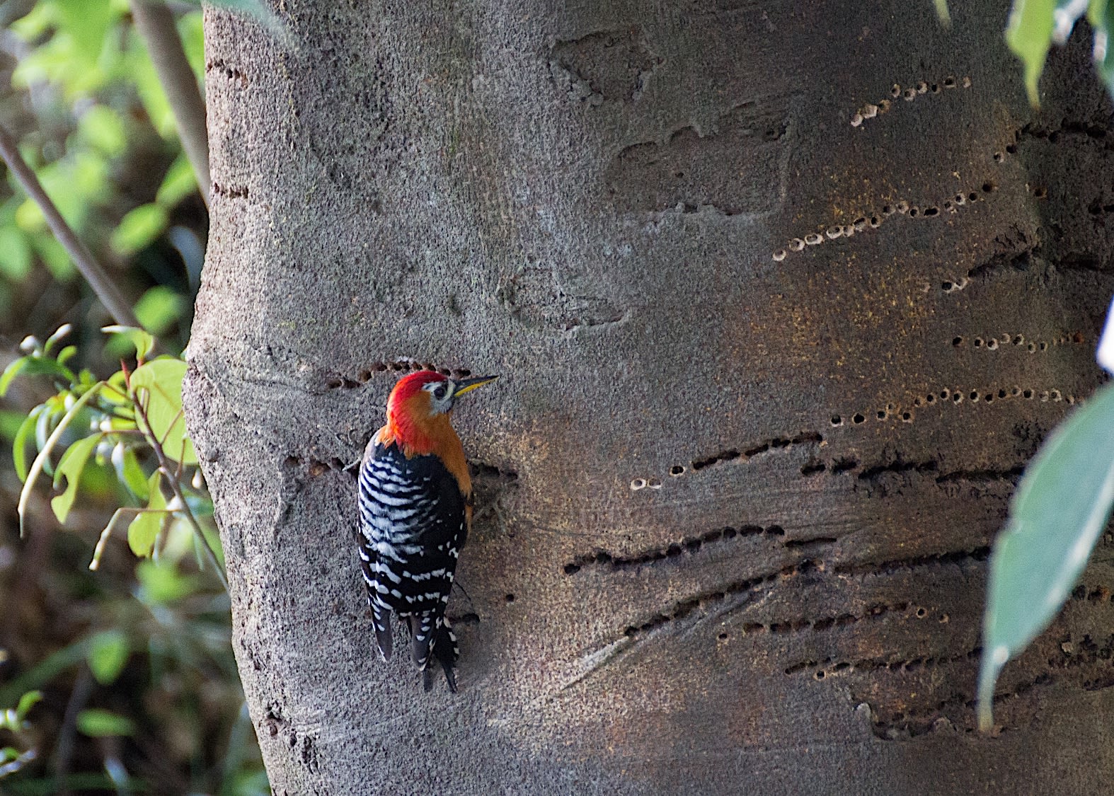 A male rufous-bellied woodpecker diligently drills sap wells in a typical straight line formation. Photo: Tarun Menon  Rufous-bellied woodpeckers have narrow, pointed bills that are coloured grey and yellow. Males are easily recognised because of their red crown. Cover photo: Dhritiman Mukherjee

