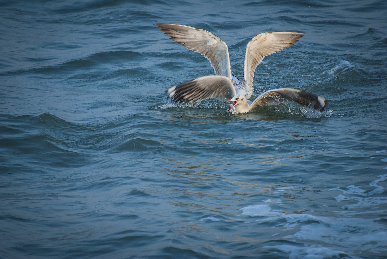 Brown-headed gulls mostly eat fish, along with shrimps, offal, insects, grubs, fish waste, worms, carrion, reptiles, rodents and plant material. They are also opportunistic scavengers, who feed on scraps from garbage dumps. Photo: Mayank Soni 