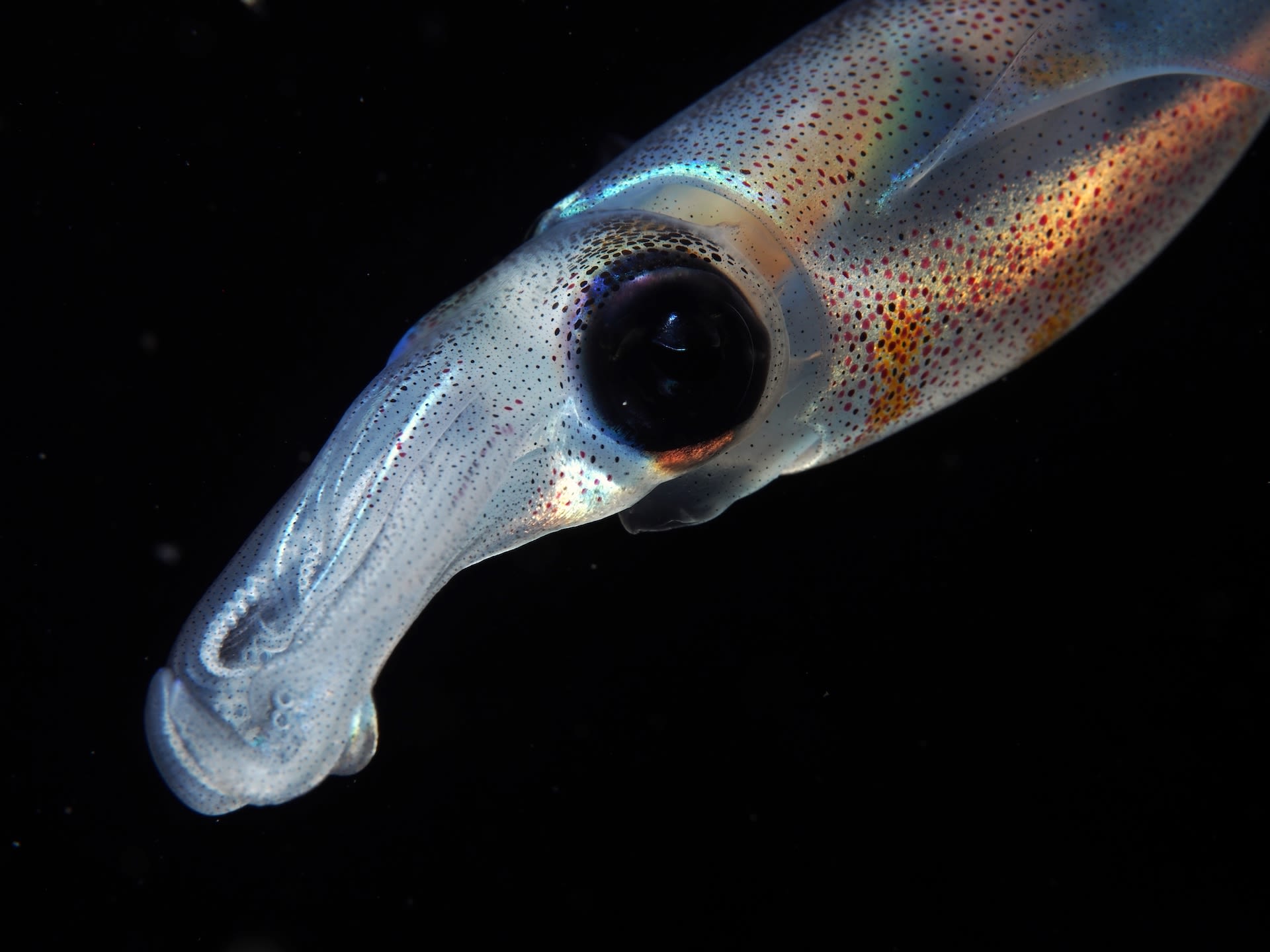 Smart and Saucy: The Story of Wild Squids