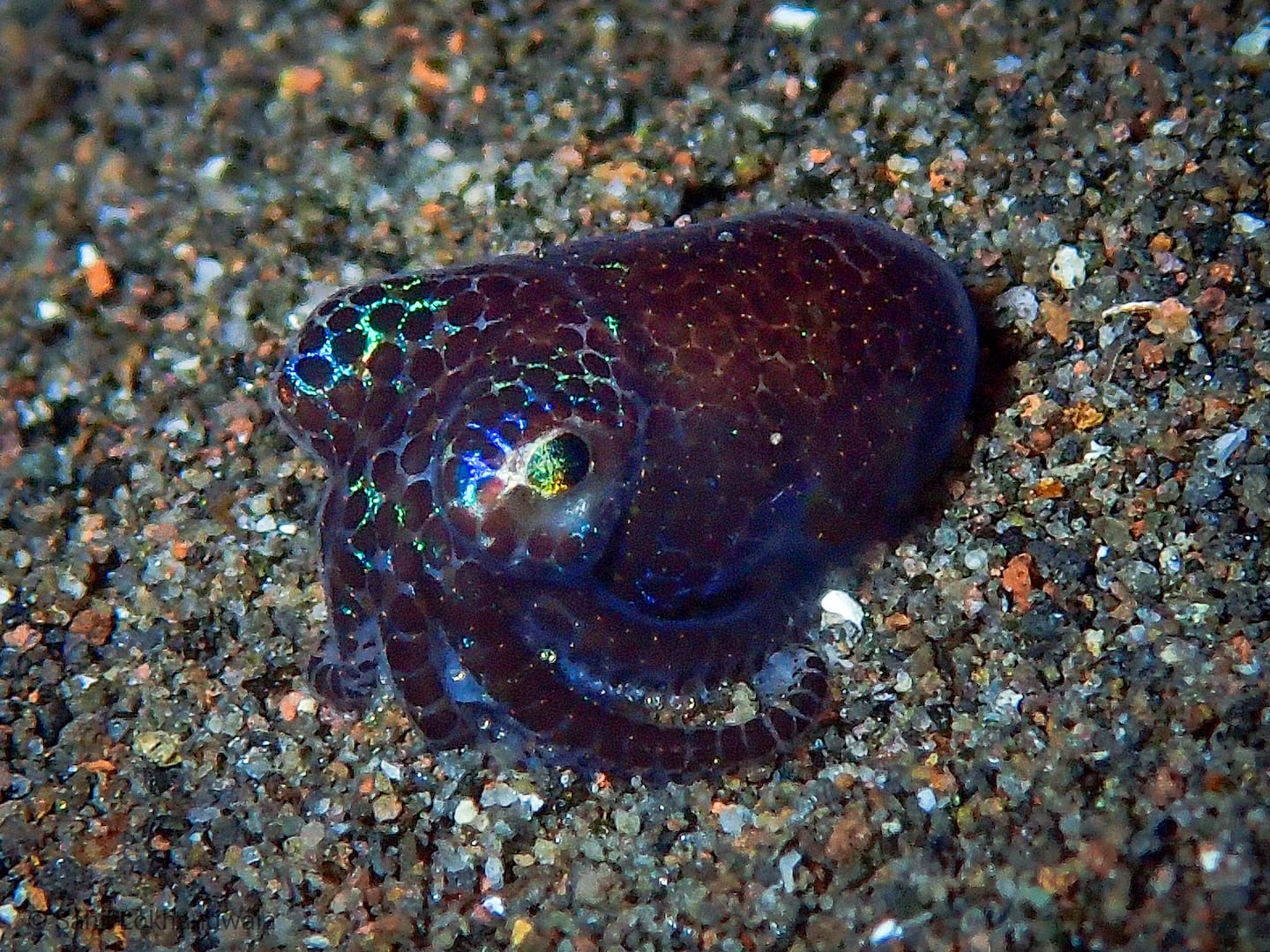 nother group of cephalopods, the bobtail squids, are not only extremely adorable, but they can also produce bioluminescence through symbiotic bacteria they house in internal light organs.