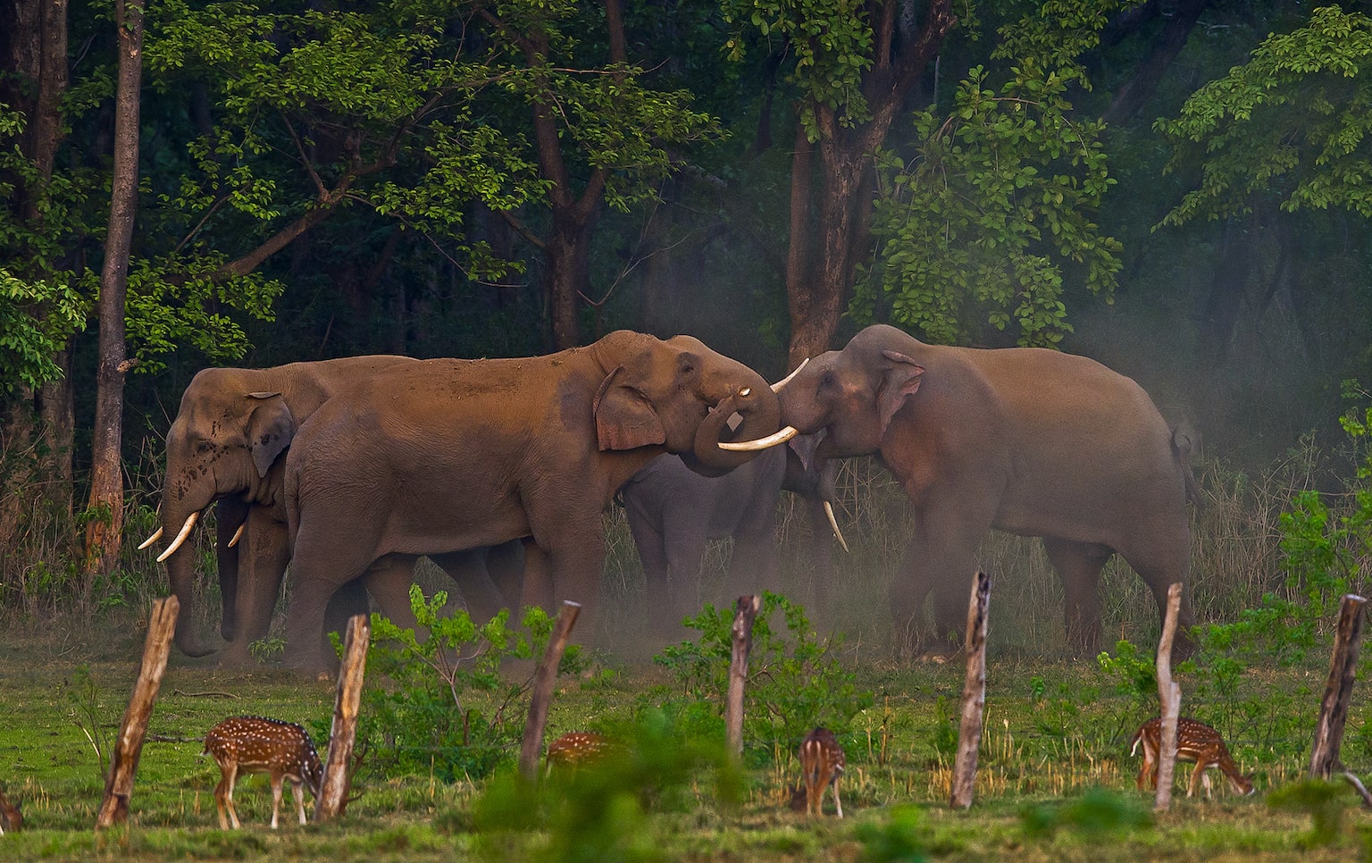 Many conservationists believe that studying elephant communication helps in understanding human-animal conflict from the animal’s perspective, and goes a long way in devising realistic conservation plans. Others maintain that habitat conservation is the only conflict-mitigation strategy that is workable in the long run, in favour of both people and elephants. Without adequate space, the survival of these gentle giants seems unlikely, but unfortunately, this is not considered a viable approach by most governments. As journalist Graydon Carter wrote, “We admire elephants in part because they demonstrate what we consider the finest human traits: empathy, self-awareness, and social intelligence. But the way we treat them puts on display the very worst of human behaviour.”