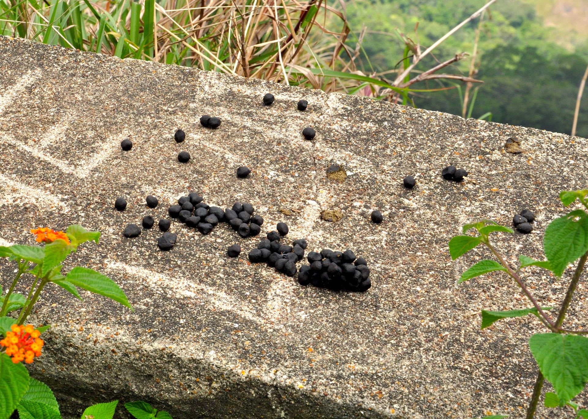 Jungle Sleuth Wild Encounters and Animal Signs