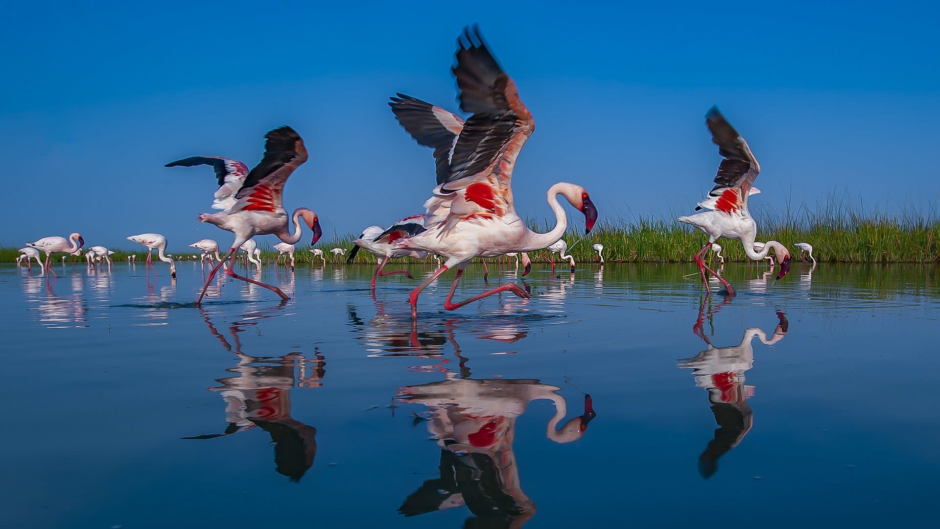 The elaborate mating ritual of the great crested grebe involves 'mewing' and calling, synchronised swimming, preening and fanning out their neck feathers. These birds were once almost hunted to extinction in the UK for the plumes on their head. Photo: Wang LiQiang/Shutterstock