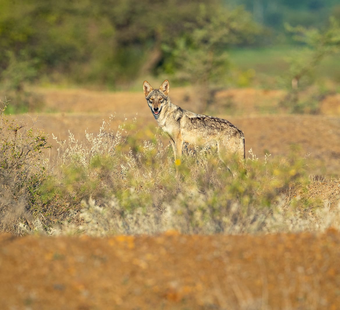 Indian Grey Wolf: Ghosts of The Grasslands