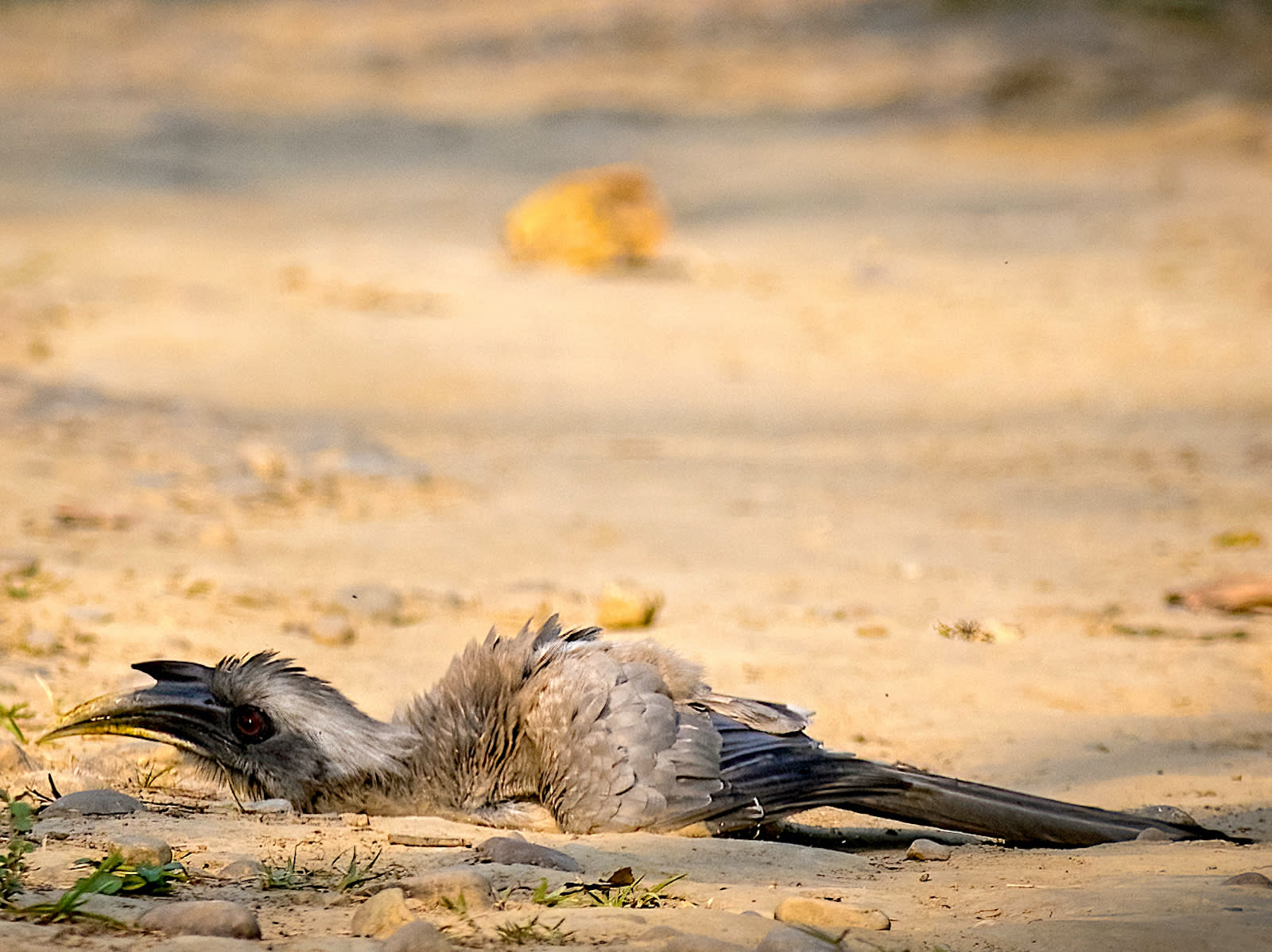 Dustbathing removes the excess oil from the hornbill’s feathers, keeping them in top condition. It also helps get rid of parasites.
