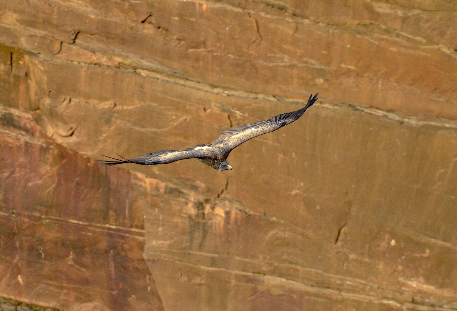 The Indian vulture is a medium-sized vulture with a wingspan of around 1.96 to 2.38 m. Its pale underparts and underwings stand in sharp contrast to its dark flight feathers when it soars in the sky. Photo: Durgesh Kumar Singh
