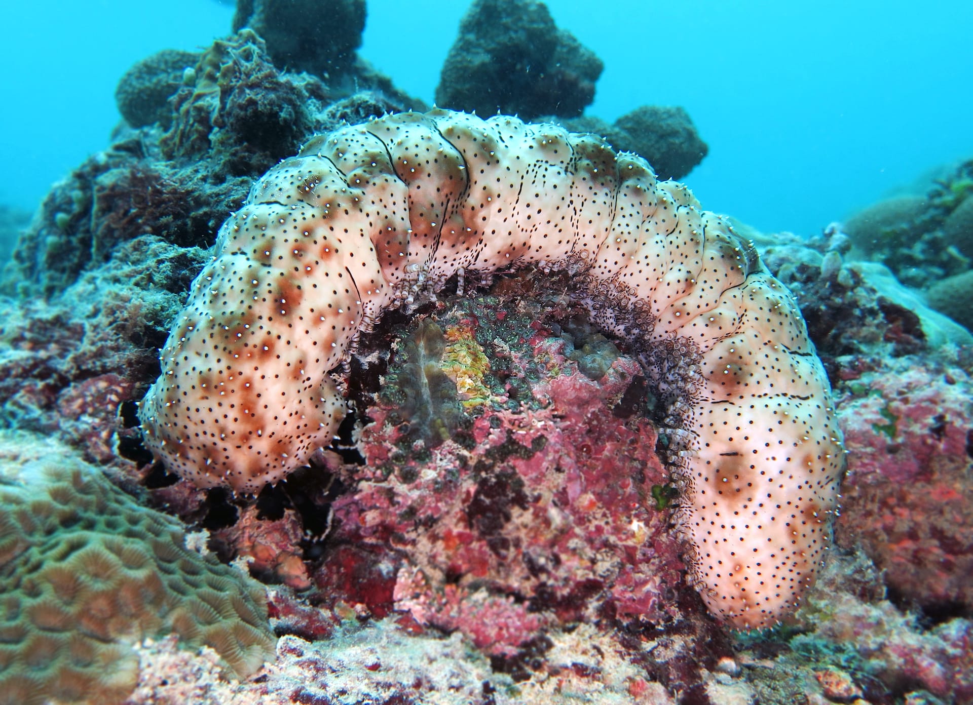 Sea Cucumbers: Silent Superheroes of the Seas