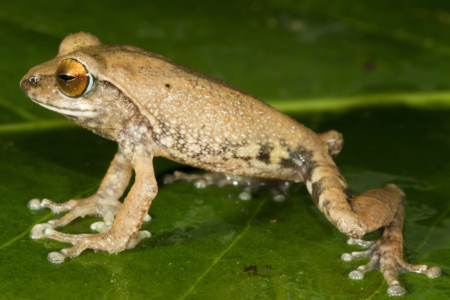 Raorchestes aureus