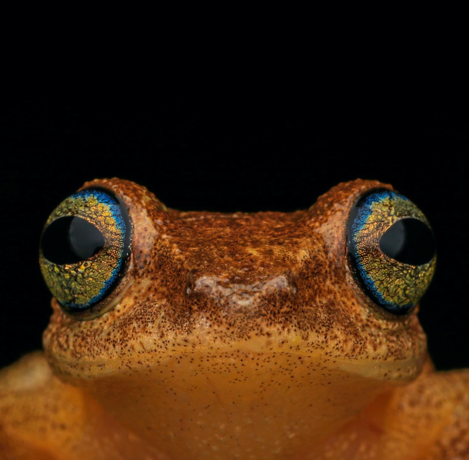 Finding Philautus: Bush Frogs in the Western Ghats
