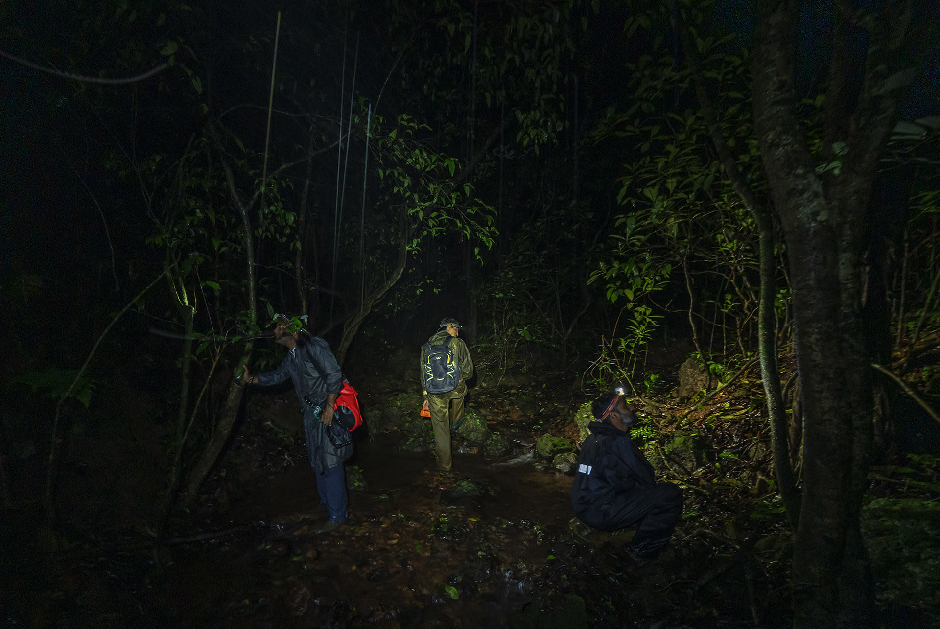 Herpetologists explore the forests of the Western Ghats in the middle of the night with torches and headlamps looking for frogs and geckos.  Photo: Dhritiman Mukherjee