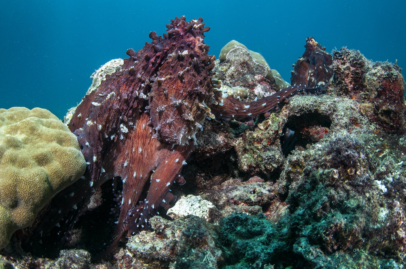 male-octopus-transfer-sperm-packets-arm-extending