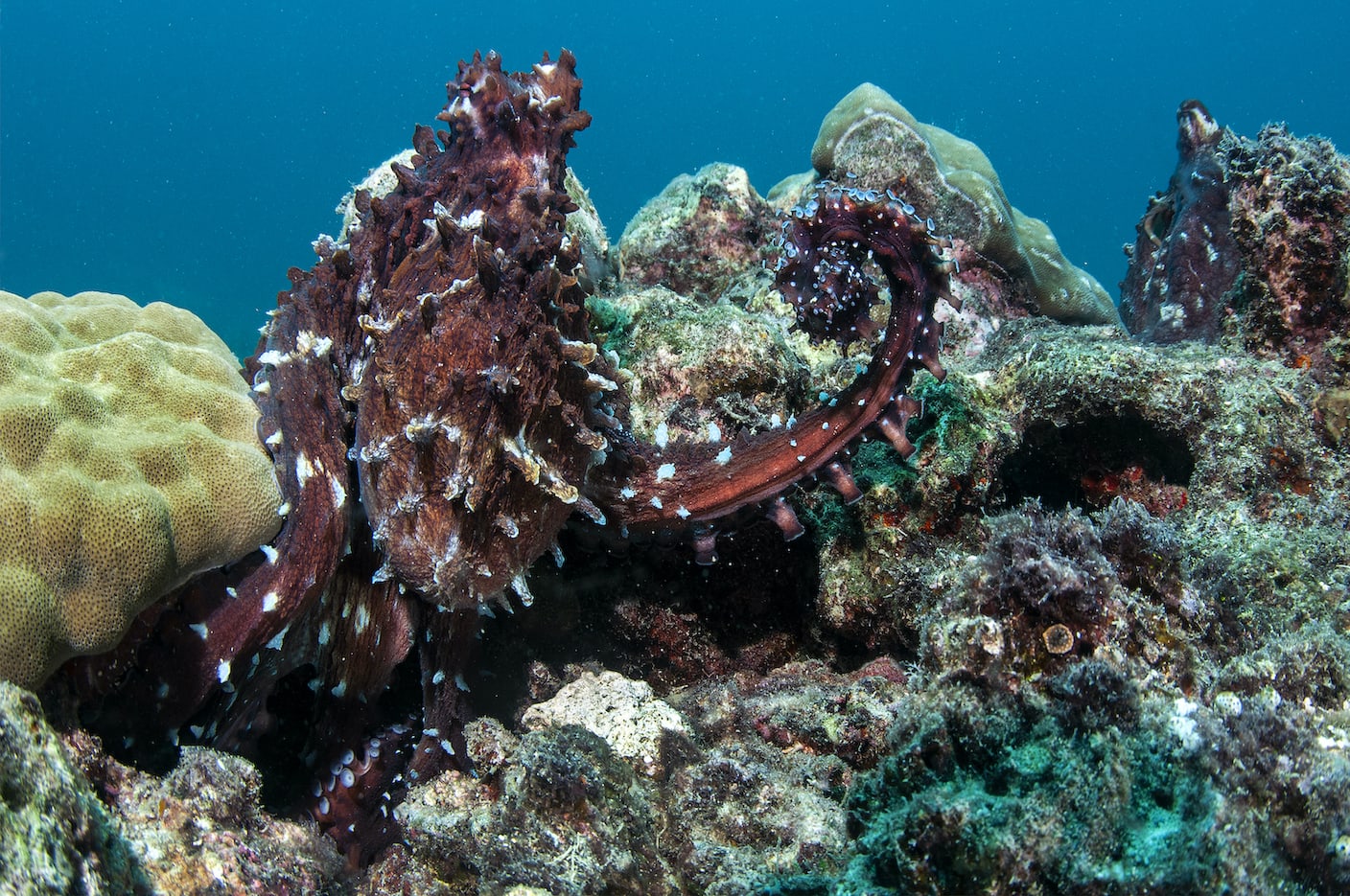 male-octopus-transfer-sperm-packets-arm