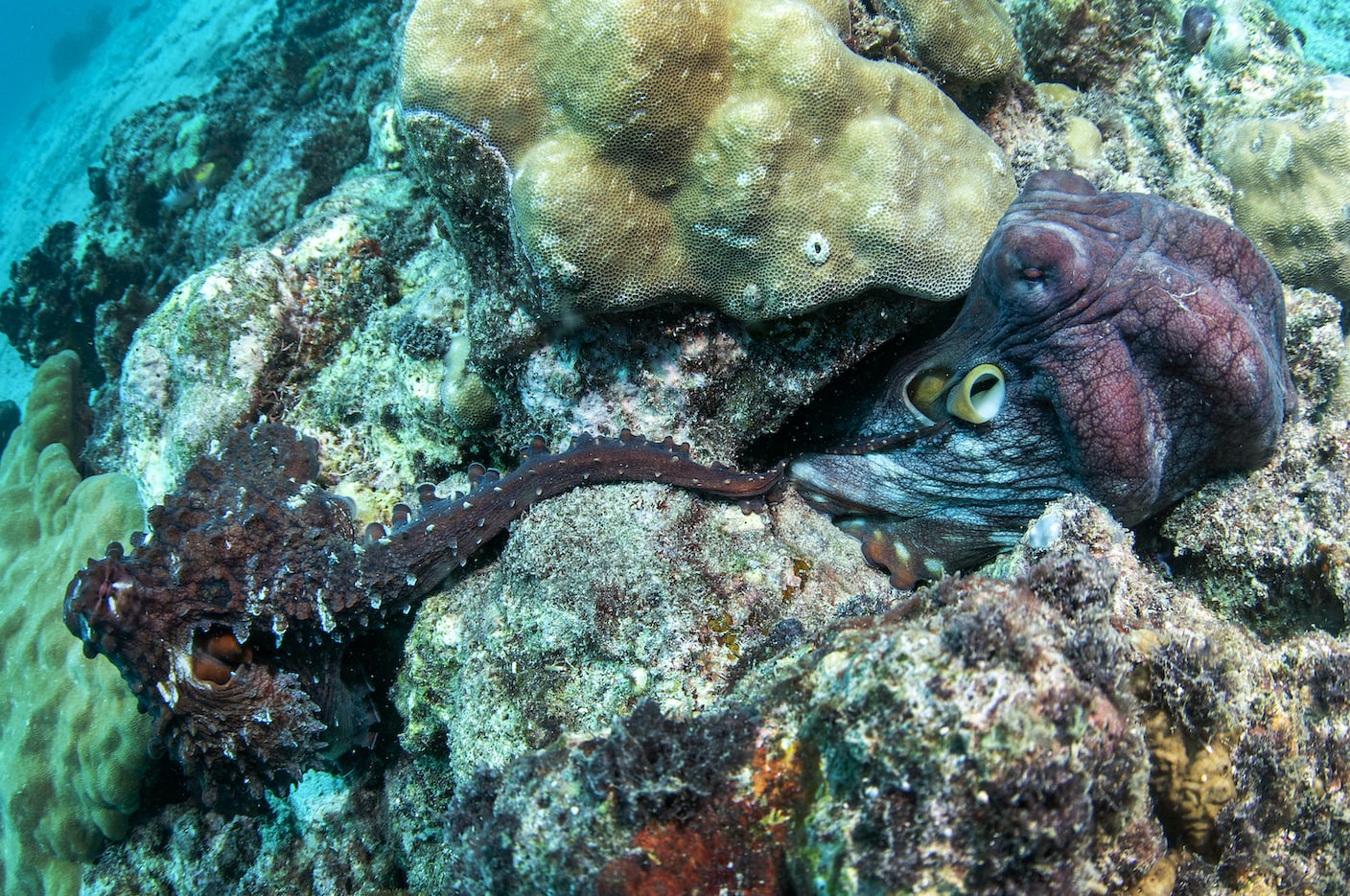 male-octopus-transfer-sperm-packets