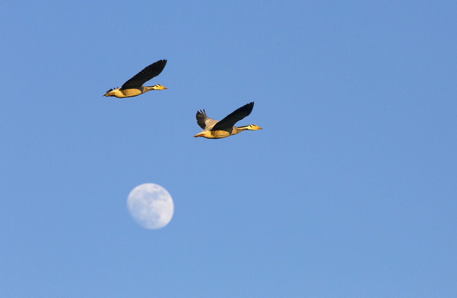 assam-dibru-saikhowa-bar-headed-geese-flight-full-moon
