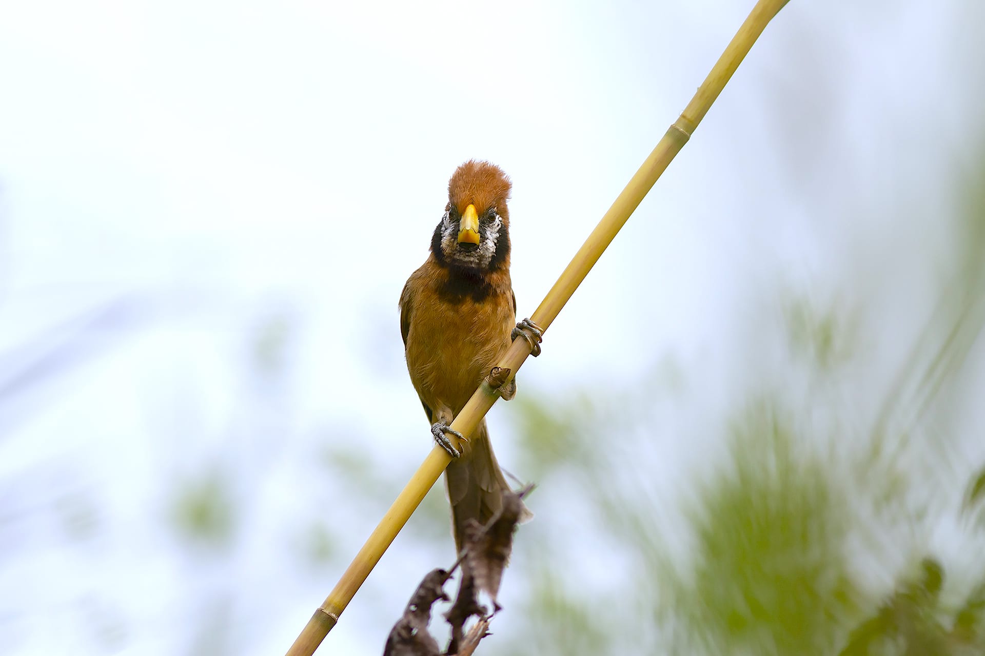 The black-breasted parrotbill (Paradoxornis flavirostris) is an elusive bird endemic to the Northeast plains and prefers staying hidden behind tall elephant grasses (Arundo donax) and reeds (Phragmites karka). In Assam, apart from DSNP, this bird is also seen in Kaziranga National Park, Manas National Park, Orang National Park and many chaporis. It is listed as ‘Vulnerable’ on the IUCN Red List. Photo: Rofikul Islam