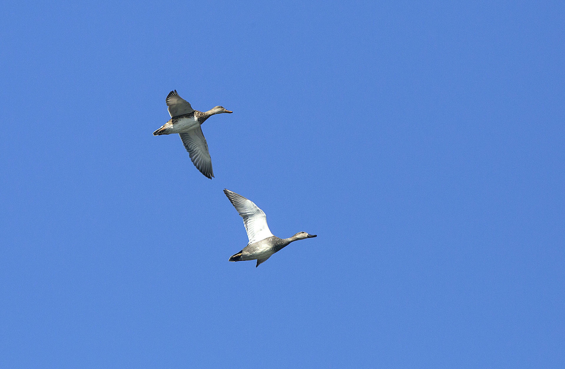 assam-dibru-saikhowa-greylag-geese-flight