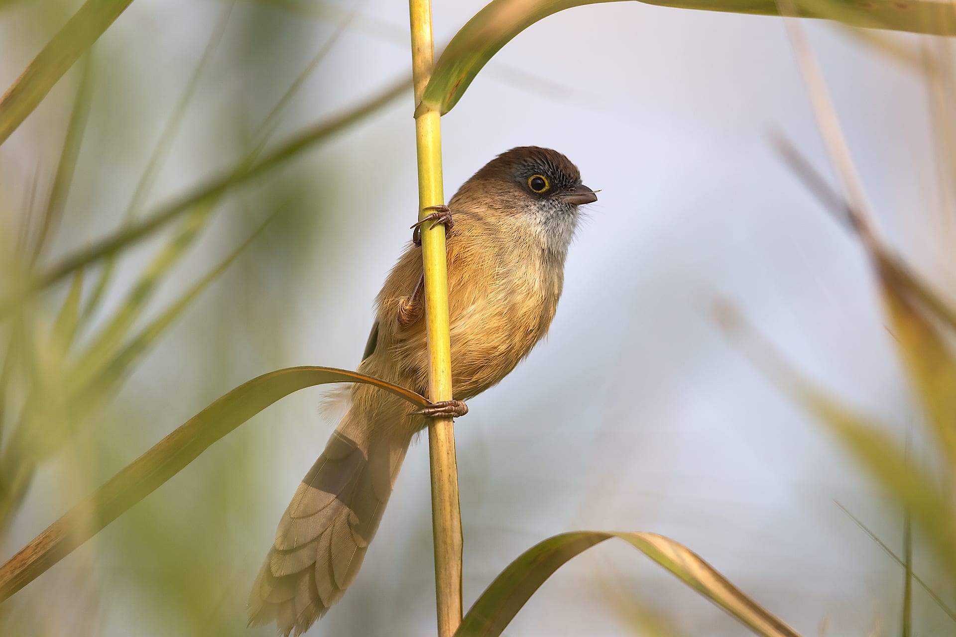 assam-dibru-saikhowa-jerdons-babbler-perched