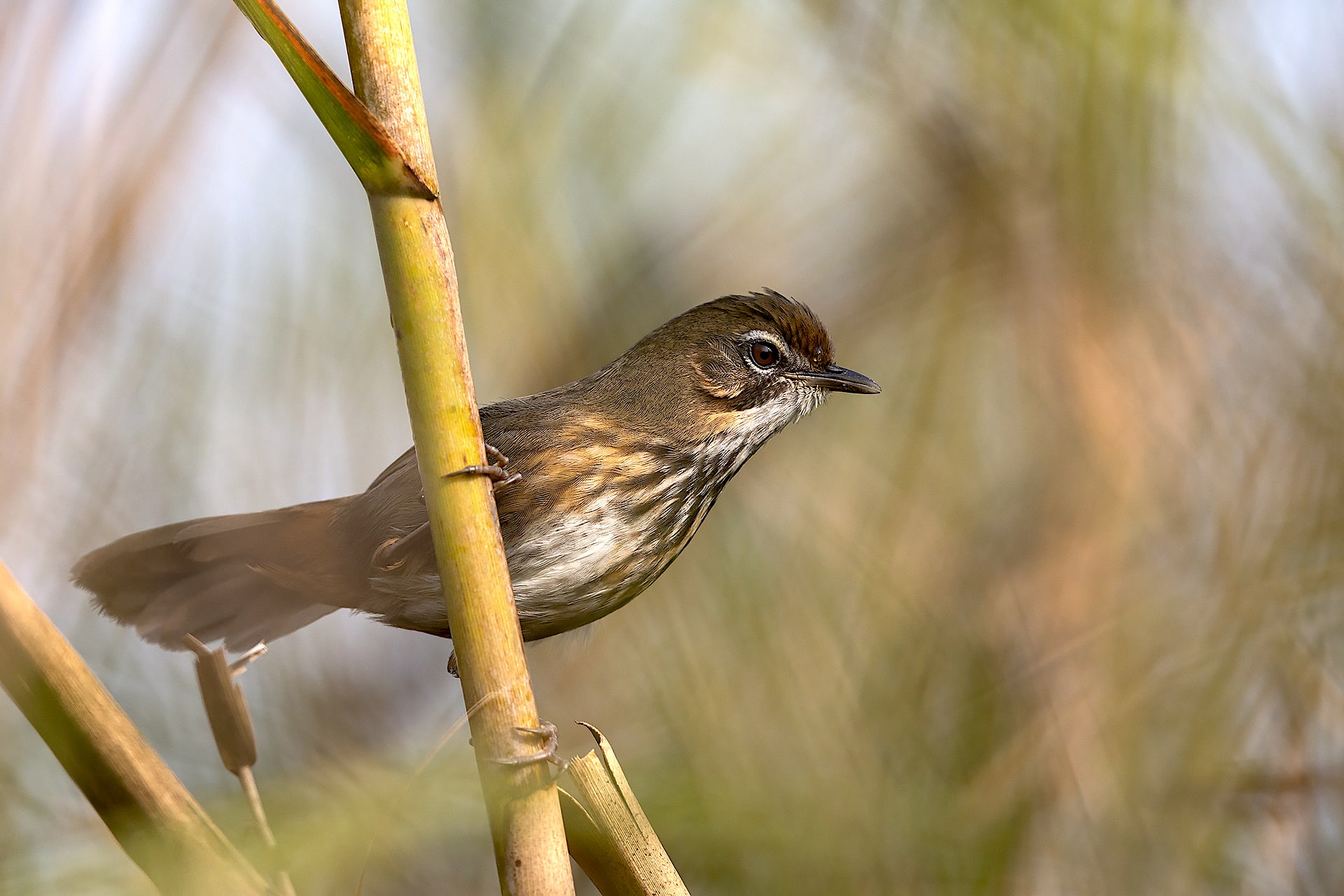 Fragile and Fantastic: The Bird Paradise of Dibru-Saikhowa