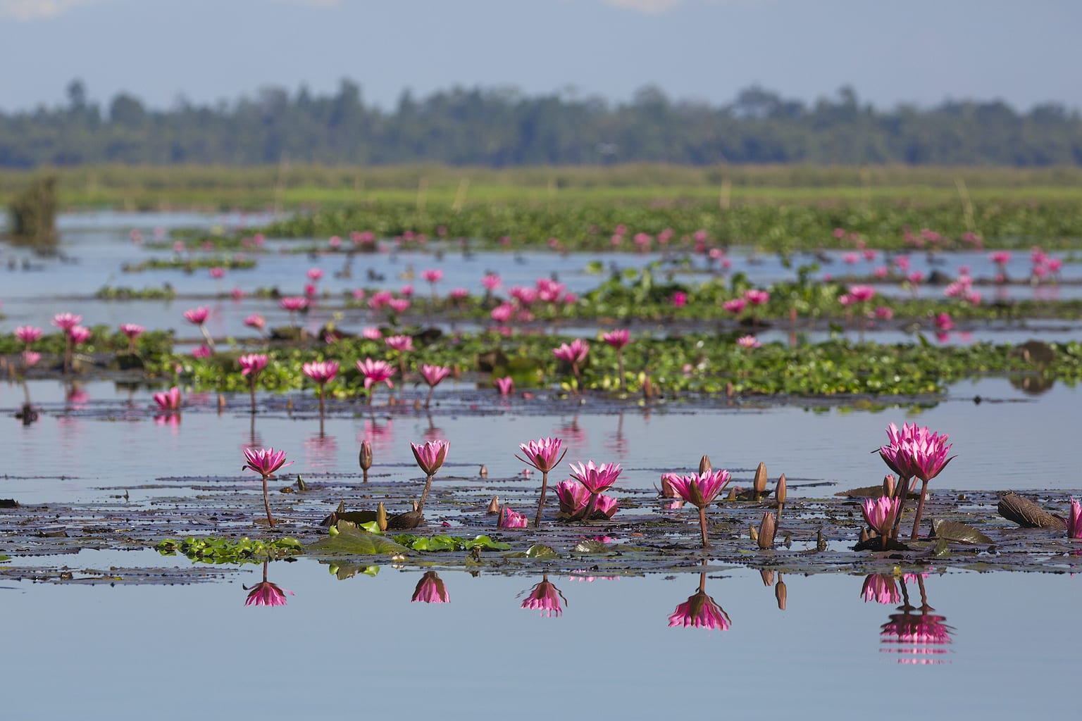 The Brahmaputra floodplains receive water through the year. In summer, the snow-capped mountains of the Tibetan plateau, where the river originates, melt to feed the river. Monsoons here are long and abundant, enough for water to last through winter. This creates a suitable habitat for migratory birds who travel to spend their winter in the floodplains as well as for resident birds who breed here through the year. Photo: Mayank Soni