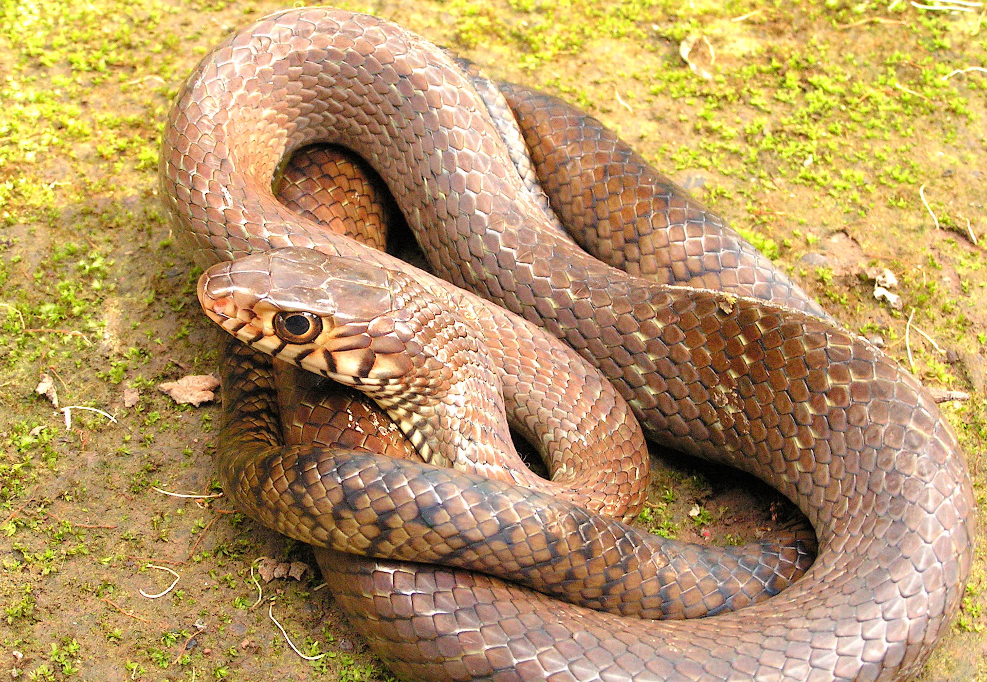 Indian Rat Snake Nature s Own Pest Control RoundGlass Sustain