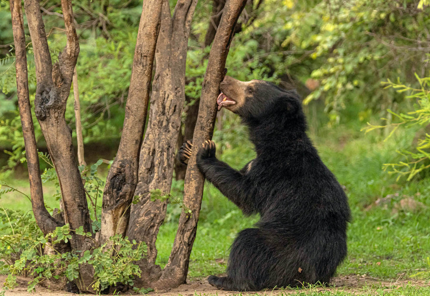 Sloth bear licking the bark of a tree in Daroji