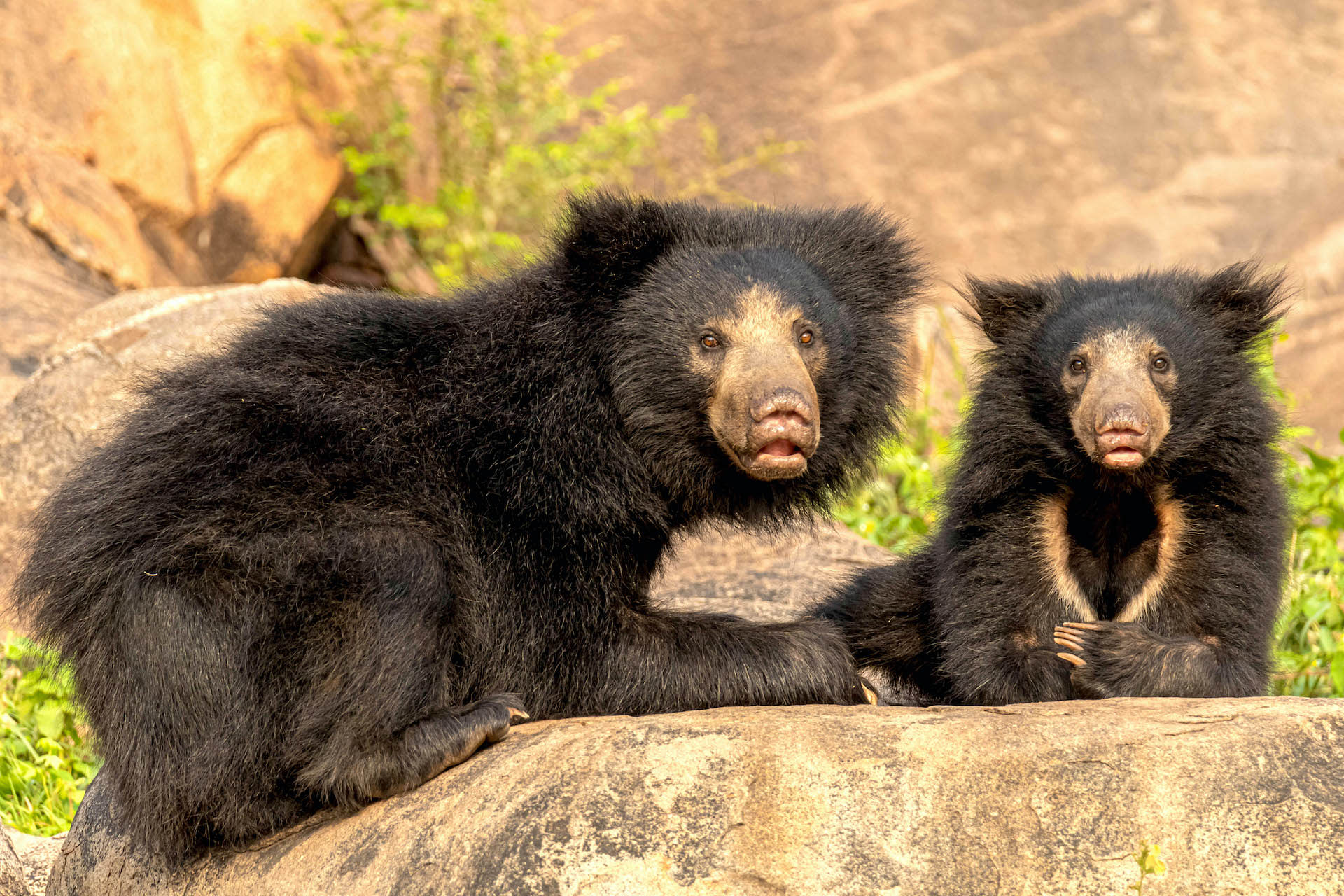 Bare Truth: Why We Need to Save Our Sloth Bears