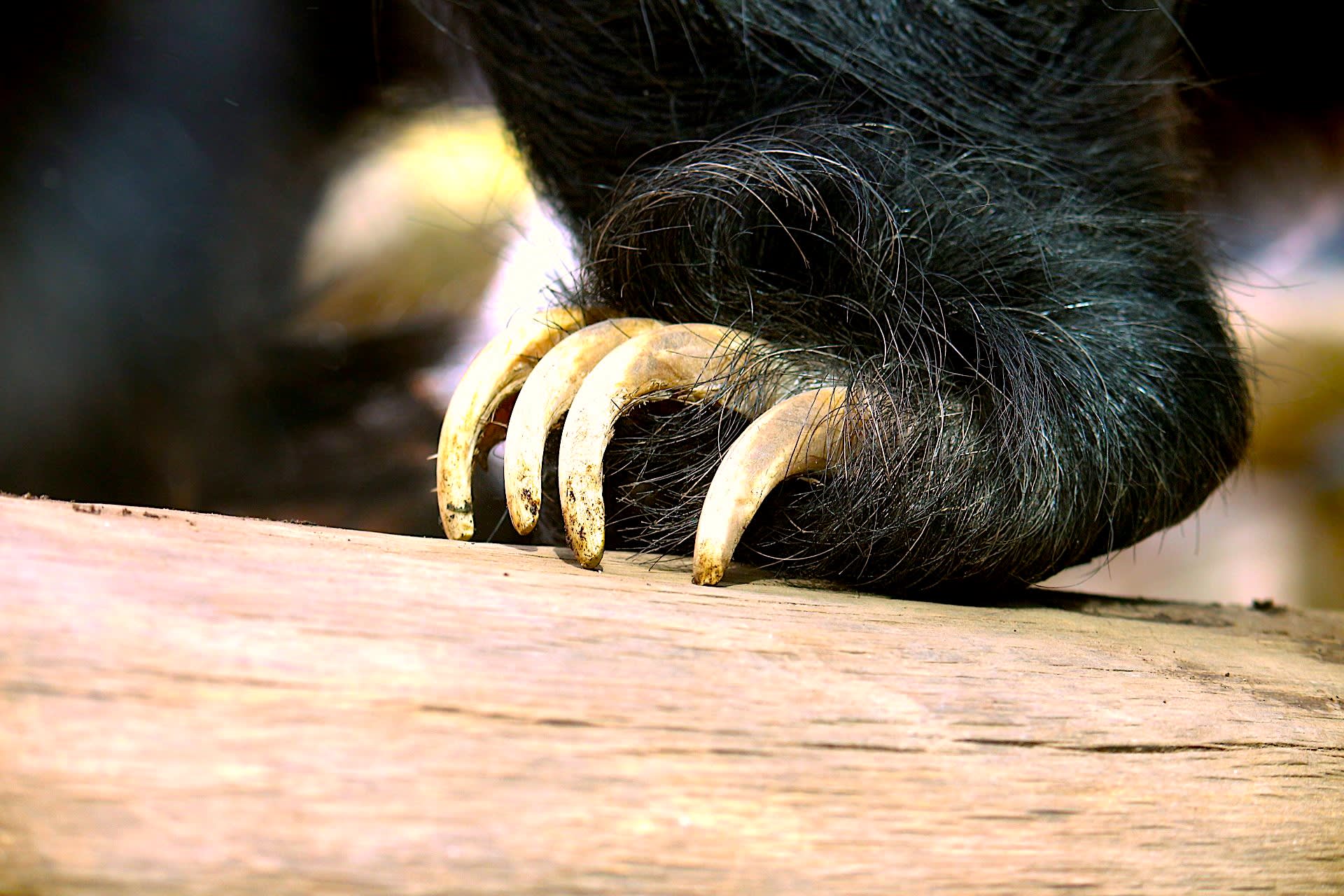 Close up of a sloth bear's claws