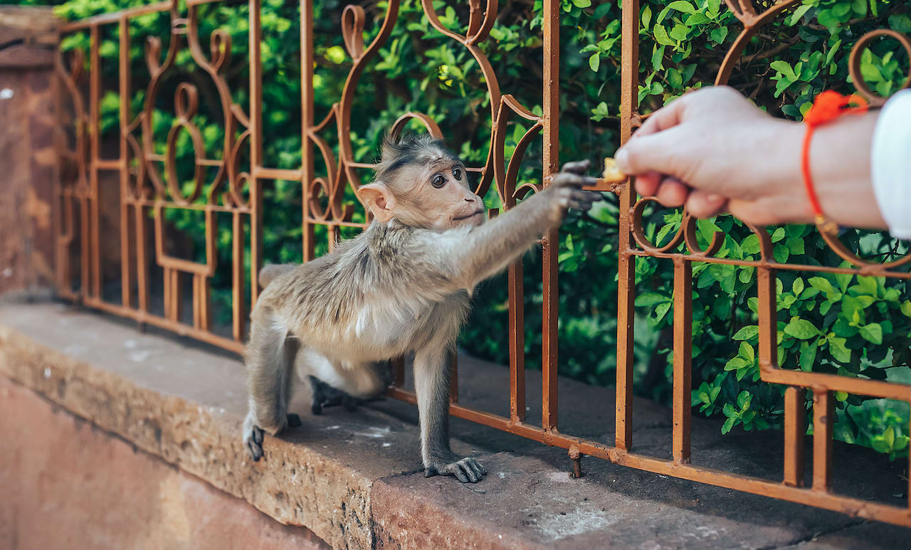 Stop Feeding Wild Animals Junk Food RoundGlass Sustain
