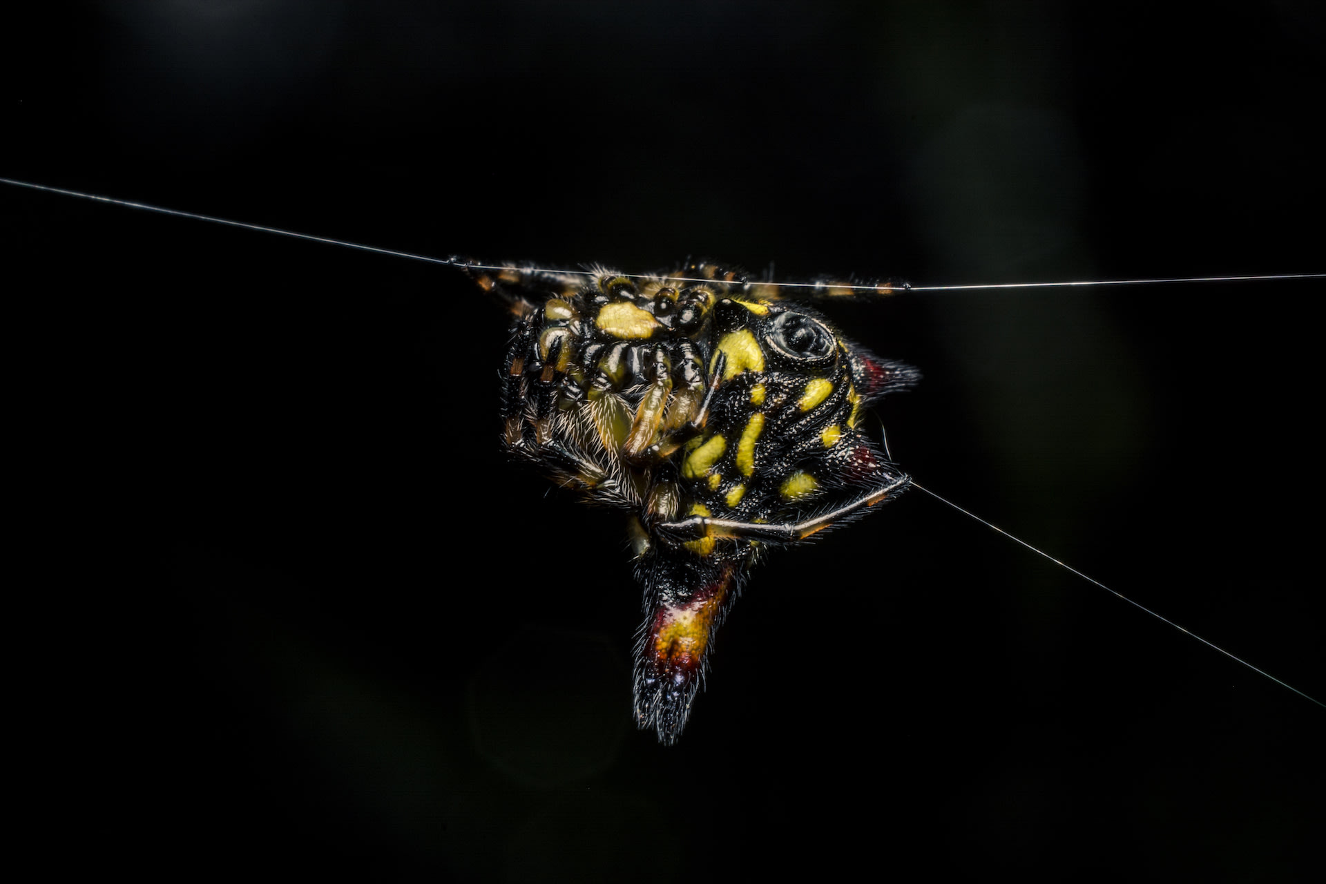 The Spin on the Spider’s Silk Route