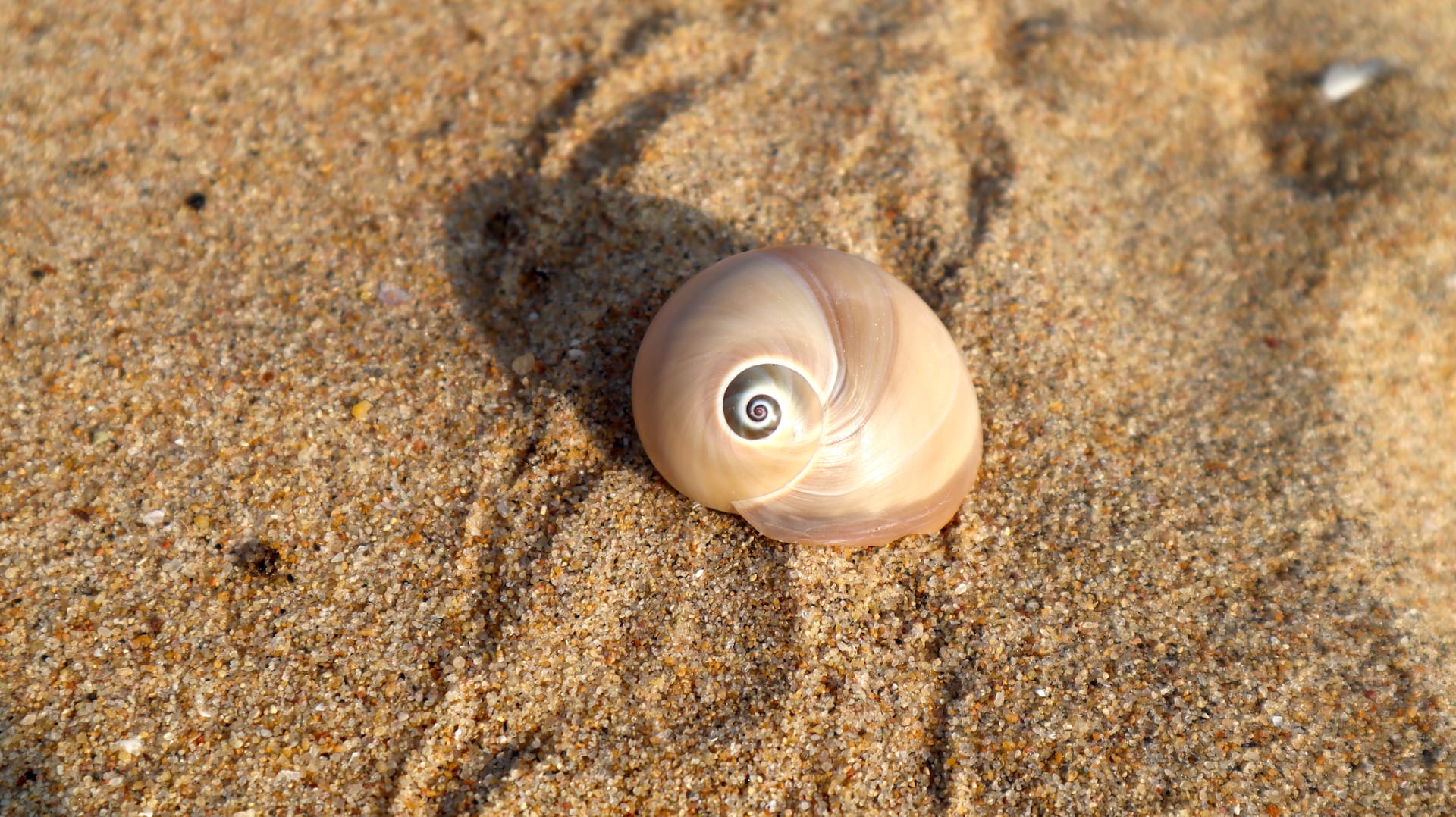 Bladder moonshell at Pulicat
