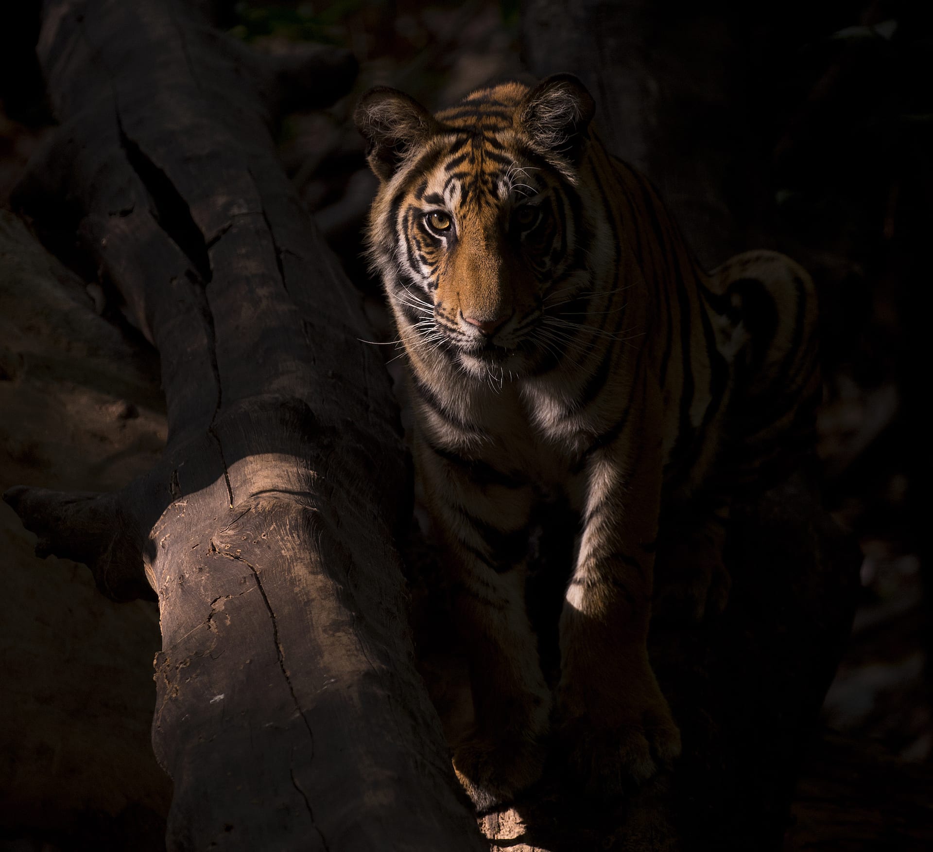 Tiger Story: Lost Stripes of Gujarat