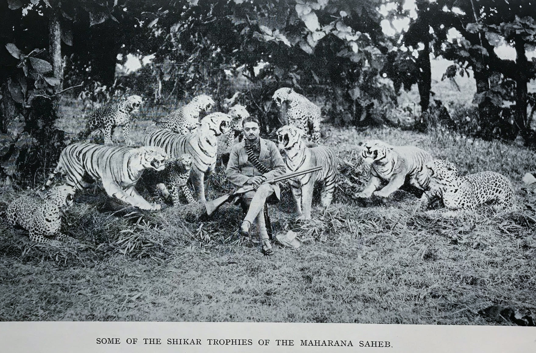 maharana Vijayadevji of Dharampur with tigers trophies
