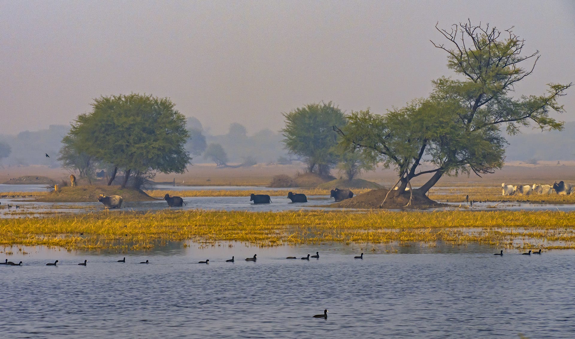 Despite a ban on cattle grazing inside the park, stray cows and bulls continue to roam free in the grasslands.