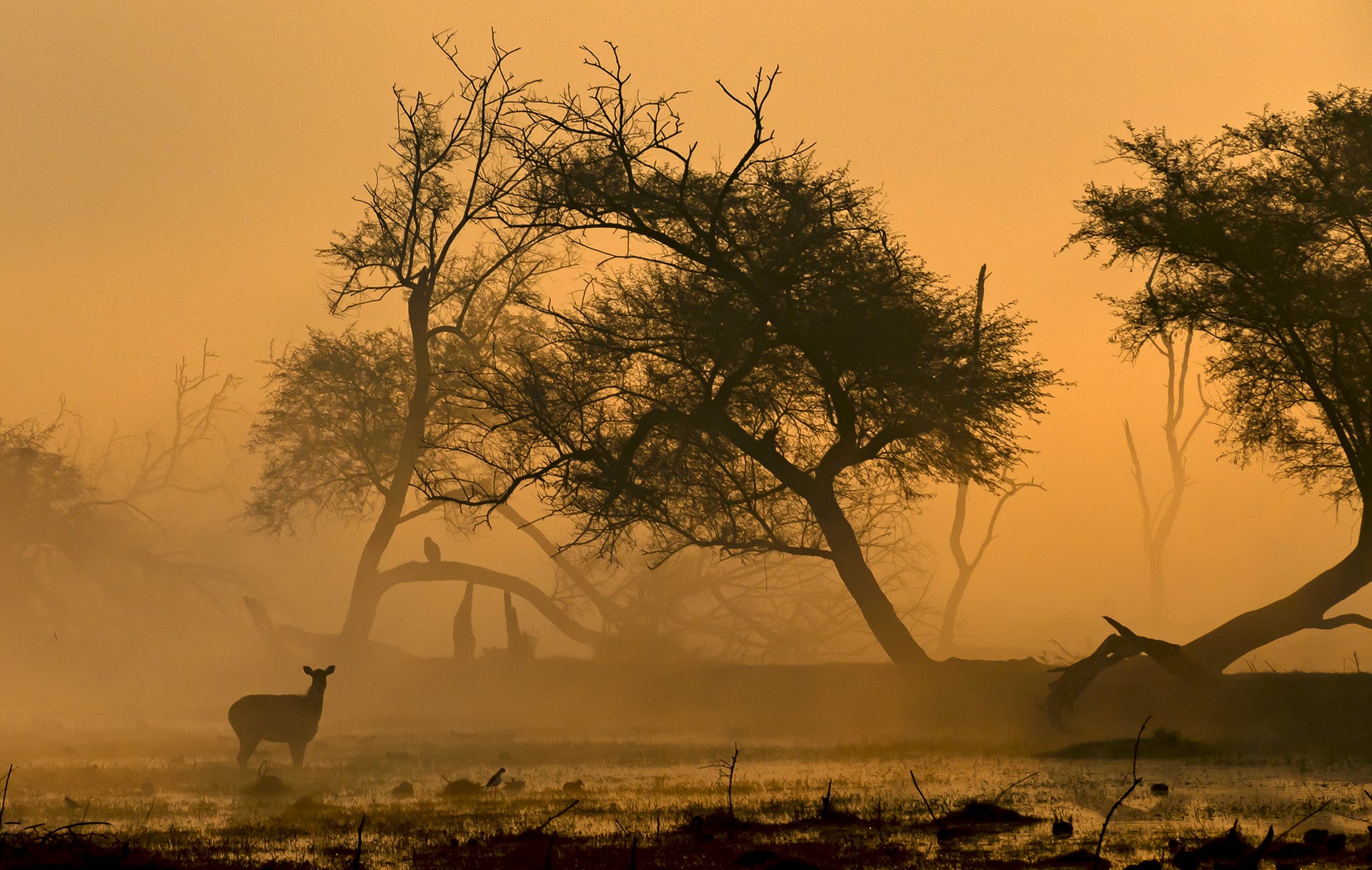 The fragile ecosystem of the park needs careful interventions to tackle the many challenges it faces today. The early morning light reveals the silhouette of a sambar.