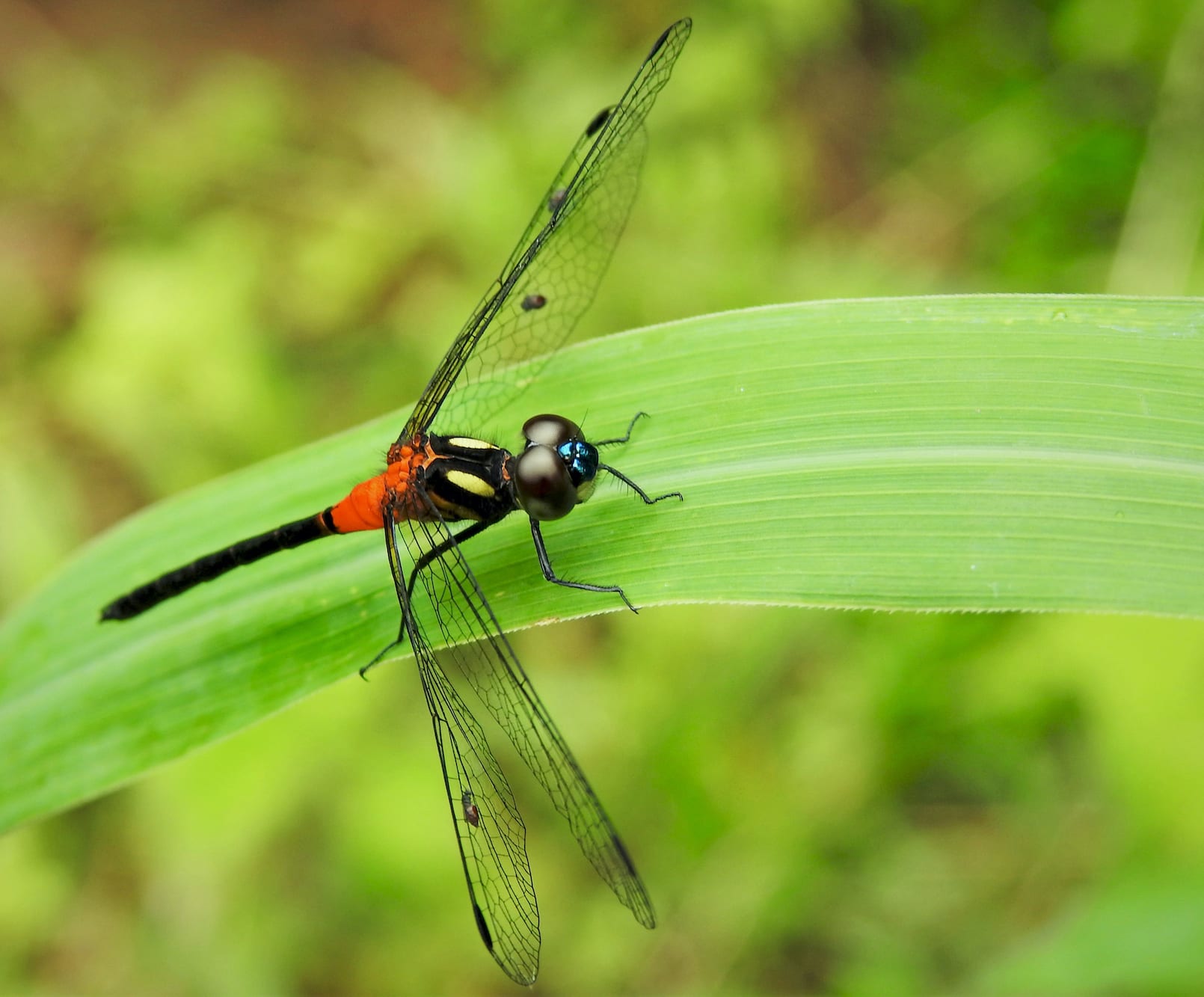 Ruby-tailed Hawklet: Black Dragon in Red Shorts