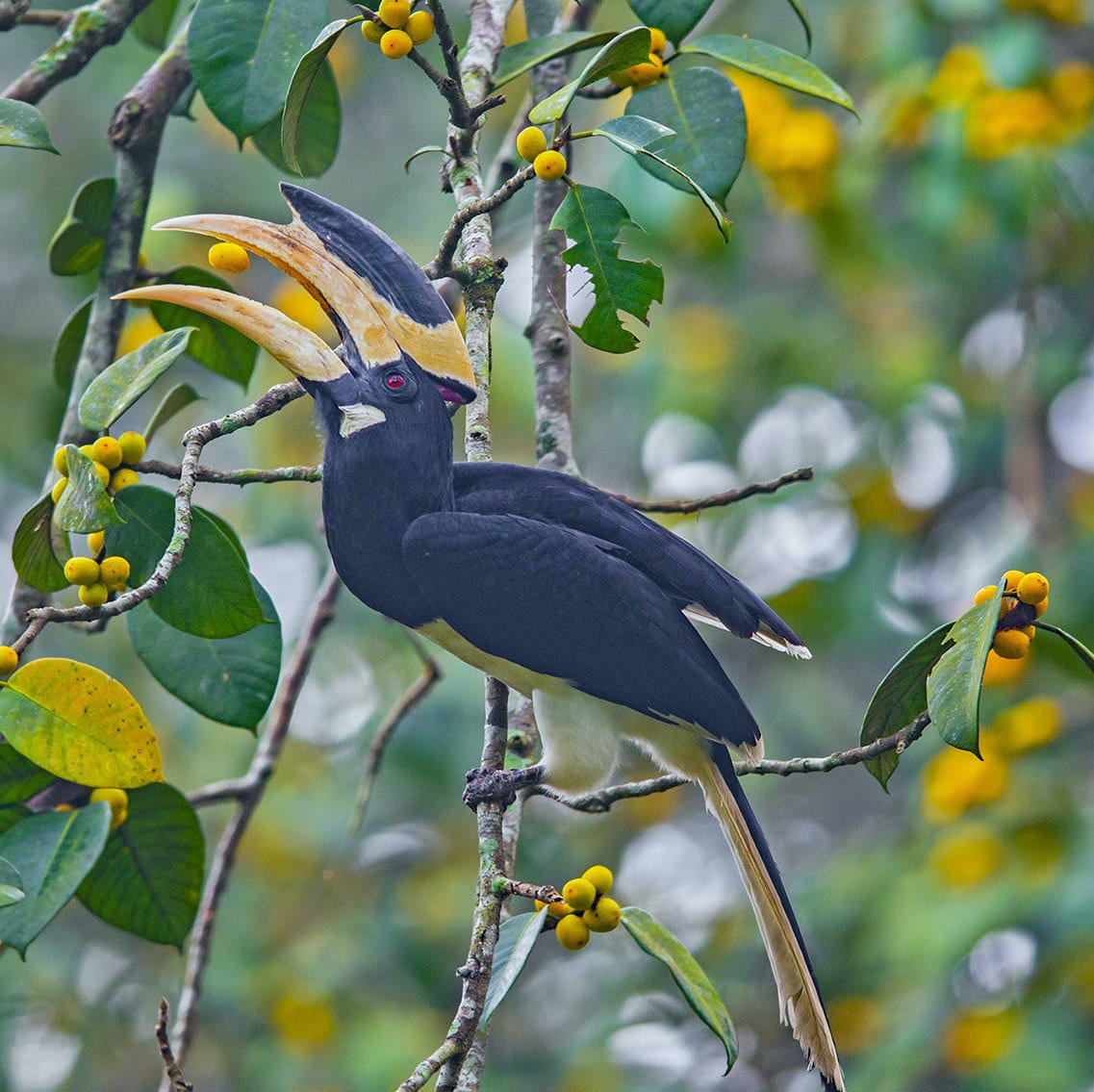 Malabar Pied Hornbill: In Tuxedos for the Fruit Party