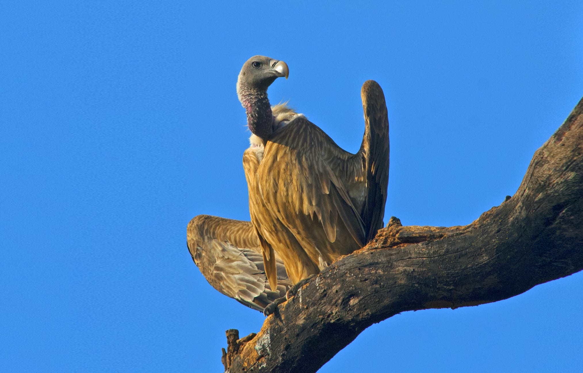 Dizzying Decline of the Indian Vulture