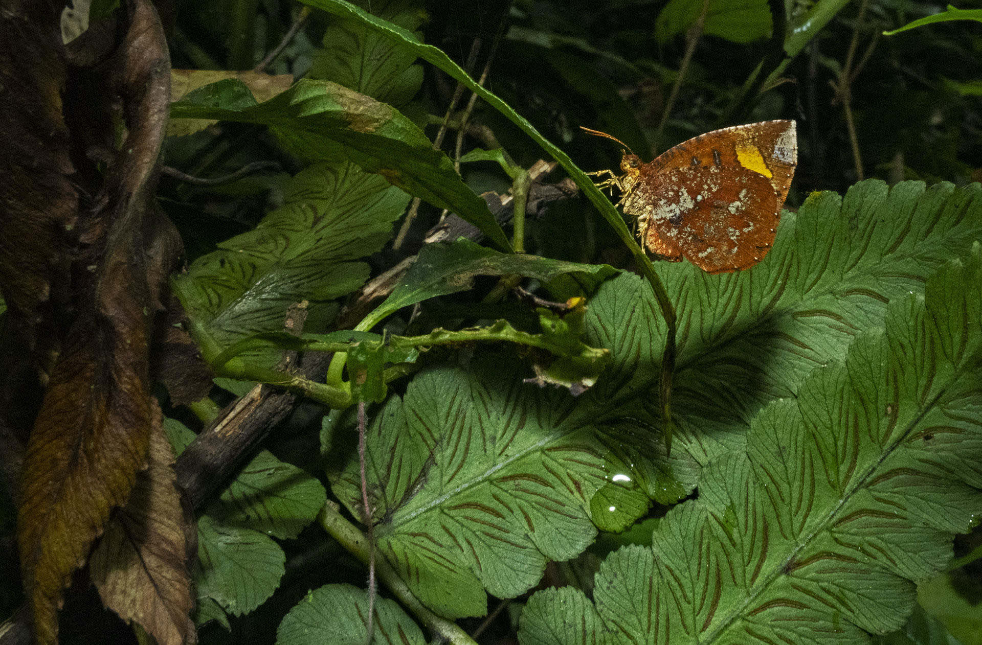 namdapha-butterfly-moth-callidula-attenuate