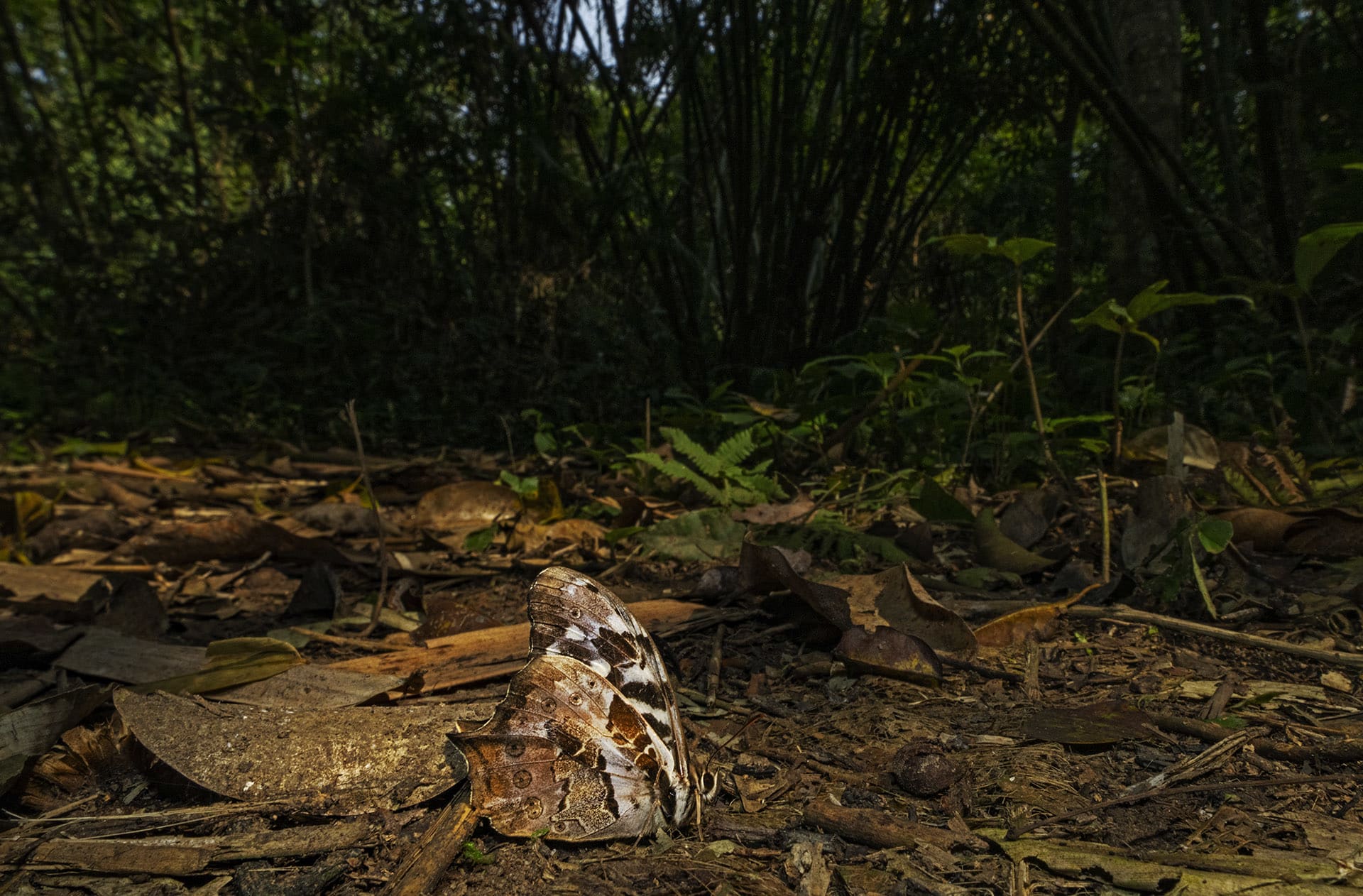 namdapha-tailed-labyrinth-butterfly-neope-bhadra-on-forest-floor