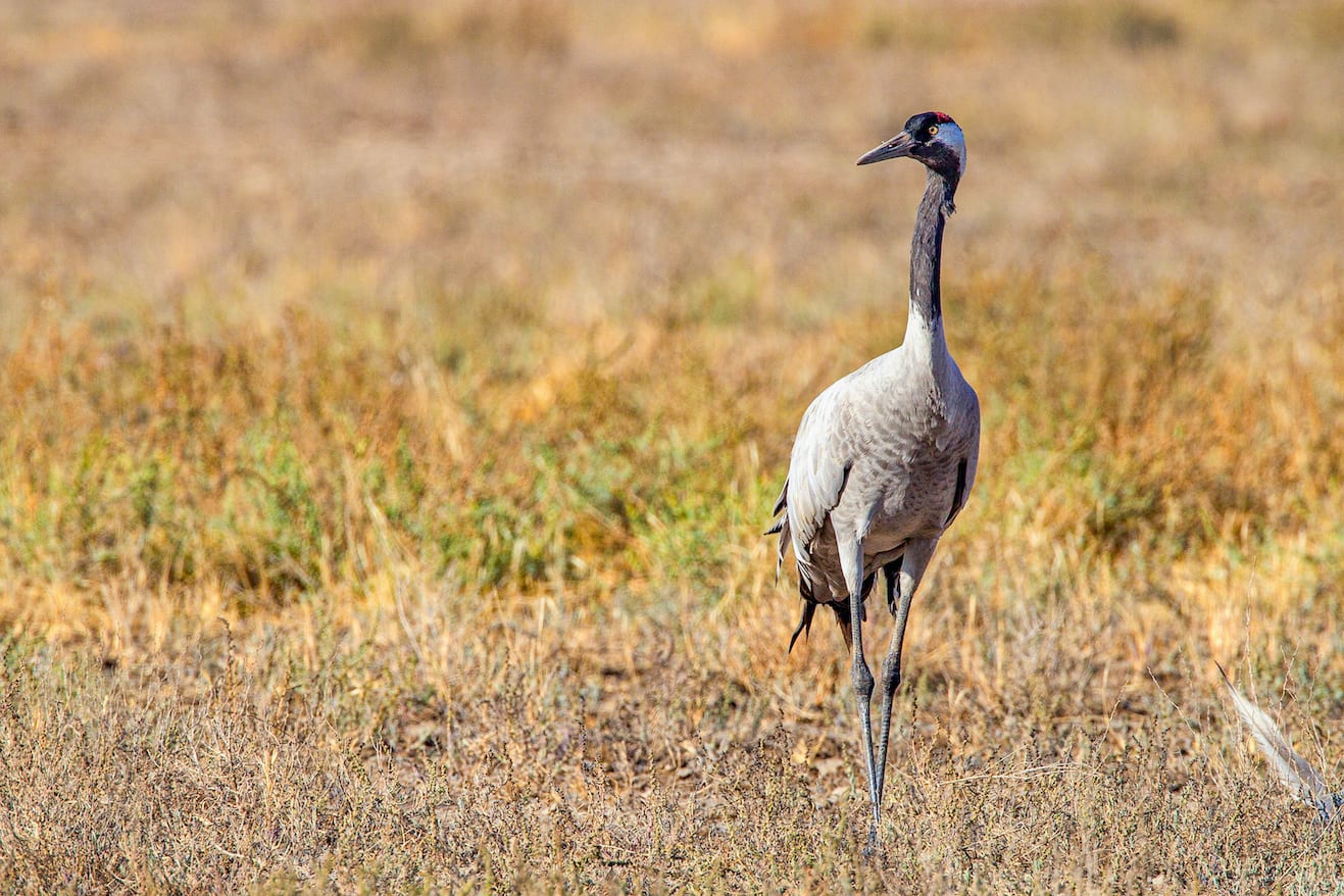 common-crane-solo-walking-on-grass