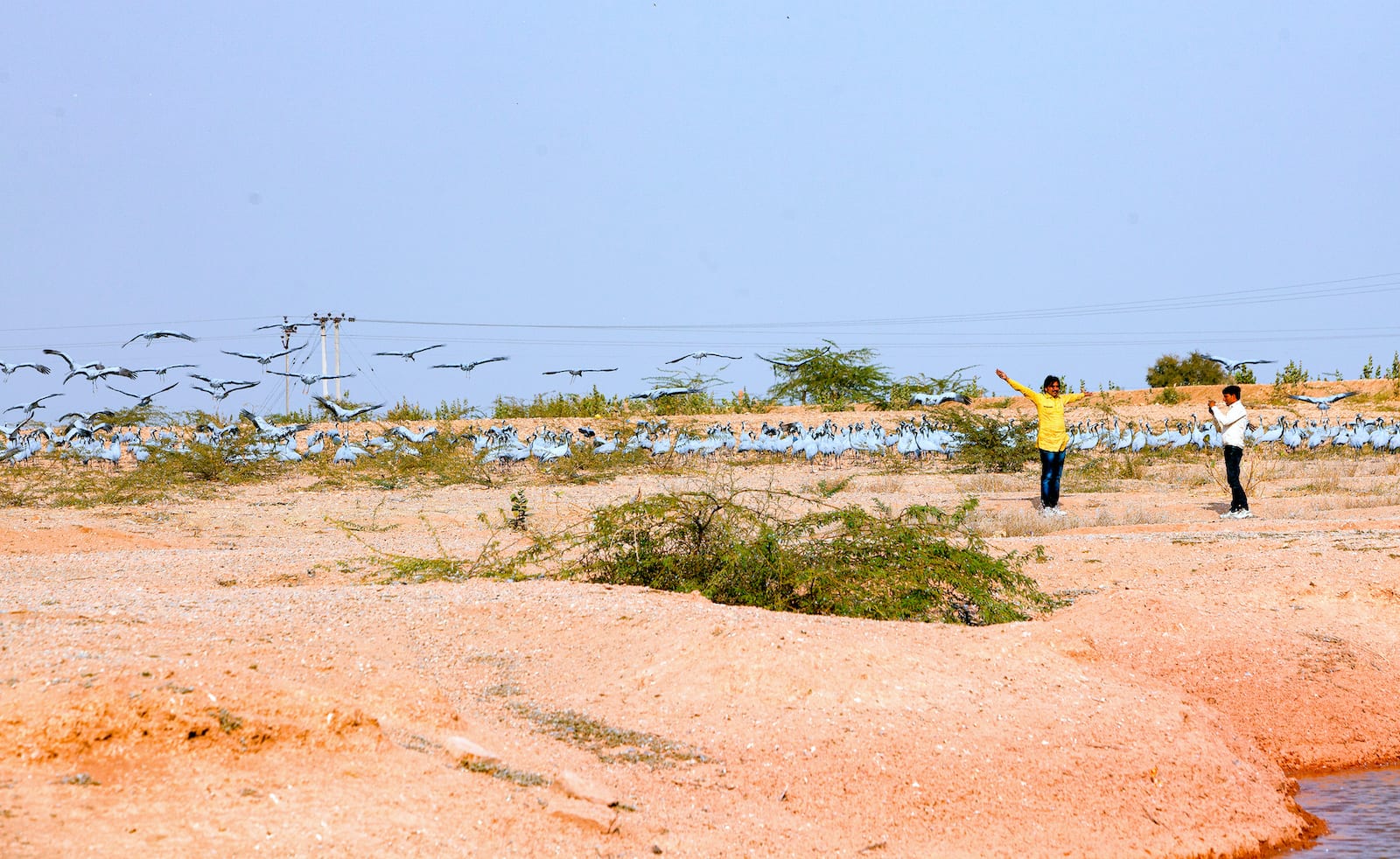 demoiselle-crane-flock-with-men-taking-photos