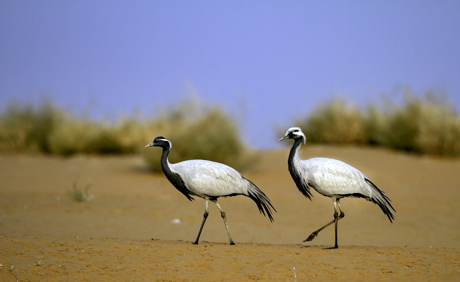 demoiselle-crane-pair-walking-on-sand
