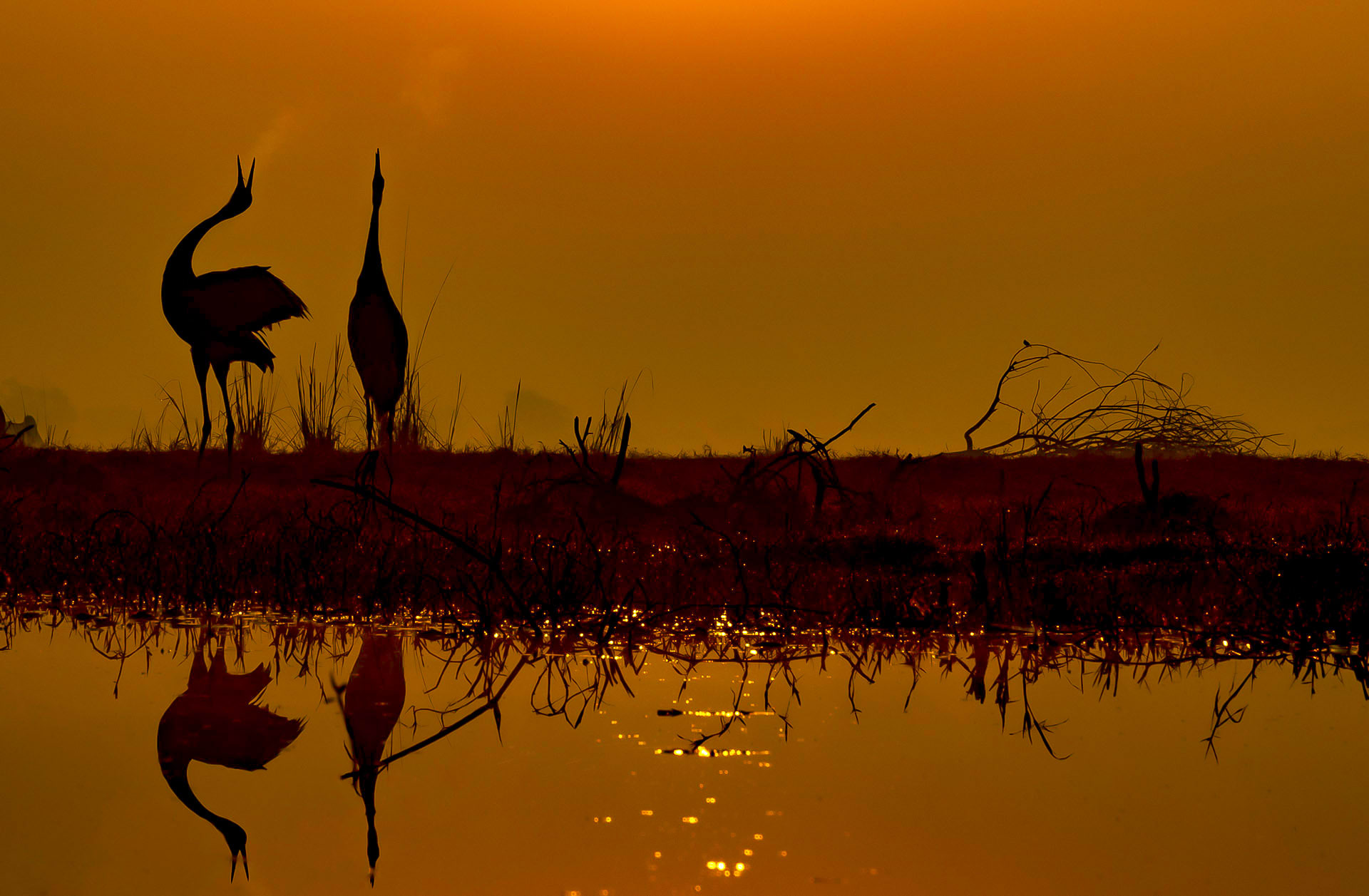 The park harbours around 366 species of birds, including the tallest flying bird in the world- the sarus crane.  Cover Photo: The habitat of the 29-sq-km Keoladeo Ghana National Park in Rajasthan comprises dry grasslands, woodlands, woodland swamps, and human-made wetlands.